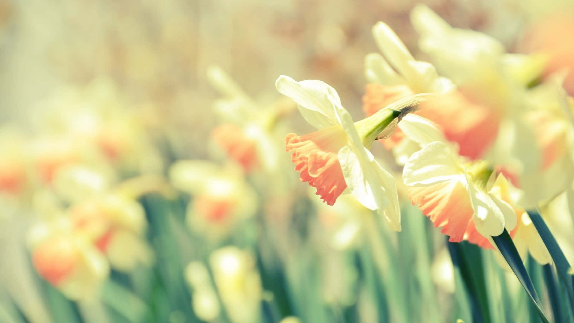 Cute Spring Desktop 桌布 壁紙 — 柔焦水仙花，帶有奶油白色花瓣和橙色花心，在陽光明媚的田野中輕輕綻放。