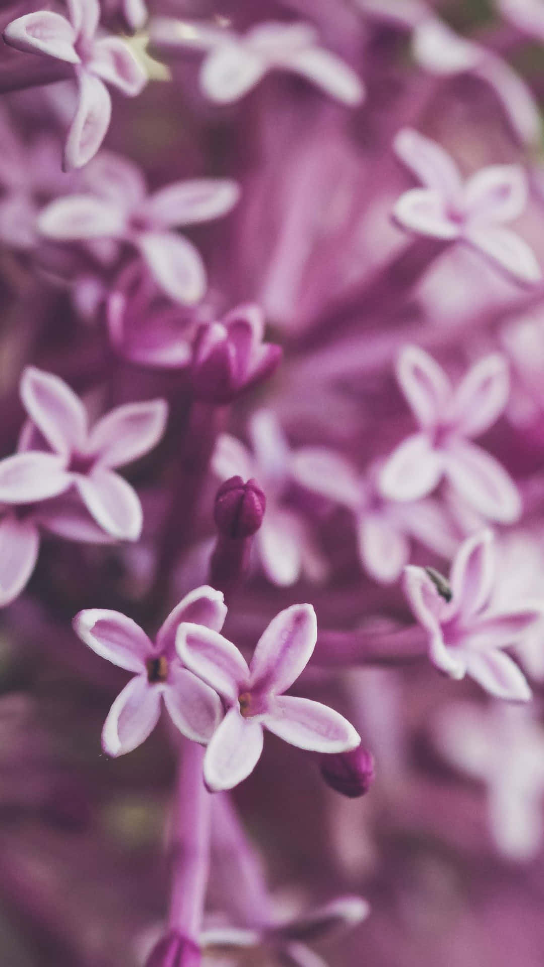 Flowers 桌布 壁紙 — 柔焦特寫，呈現精緻的紫色丁香花，帶有奶油白色邊緣和模糊背景。