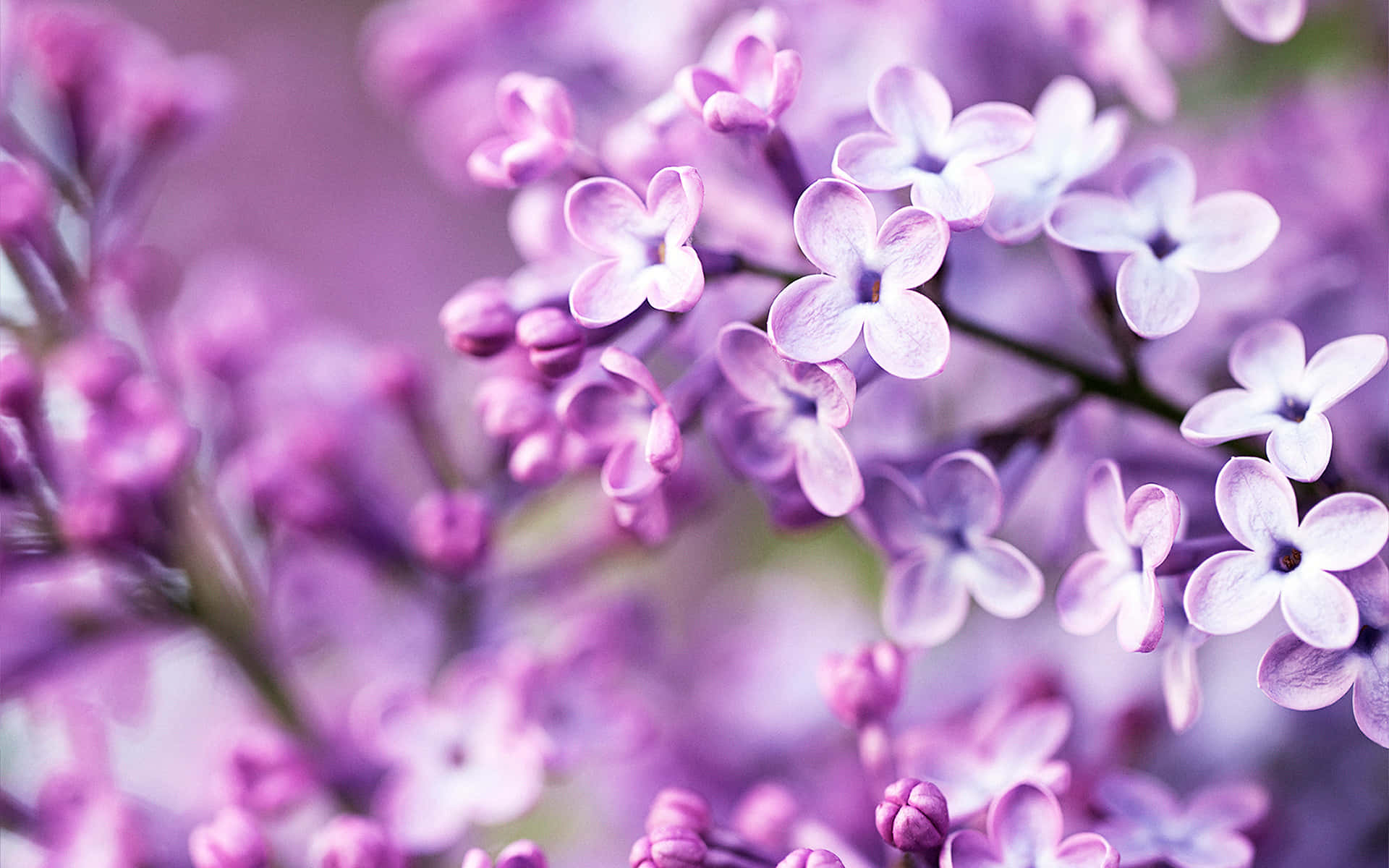Flowers 桌布 壁紙 — 柔焦特寫，細膩的紫色丁香花，帶有柔和散景背景。