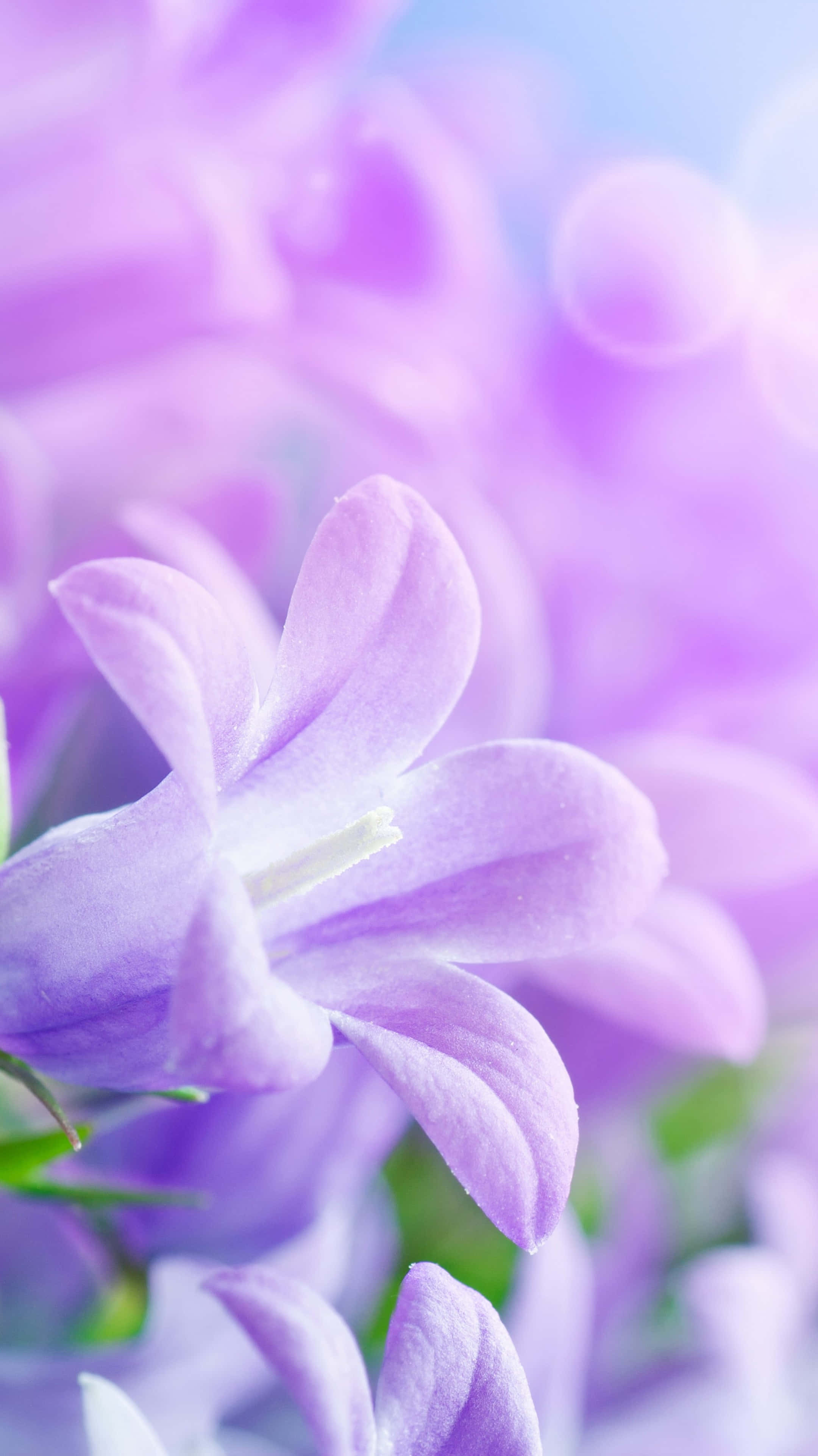 Lilac Color 桌布 壁紙 — 柔焦特寫，細膩的紫色鈴鐺花在明亮日光下閃耀，帶有夢幻散景背景。
