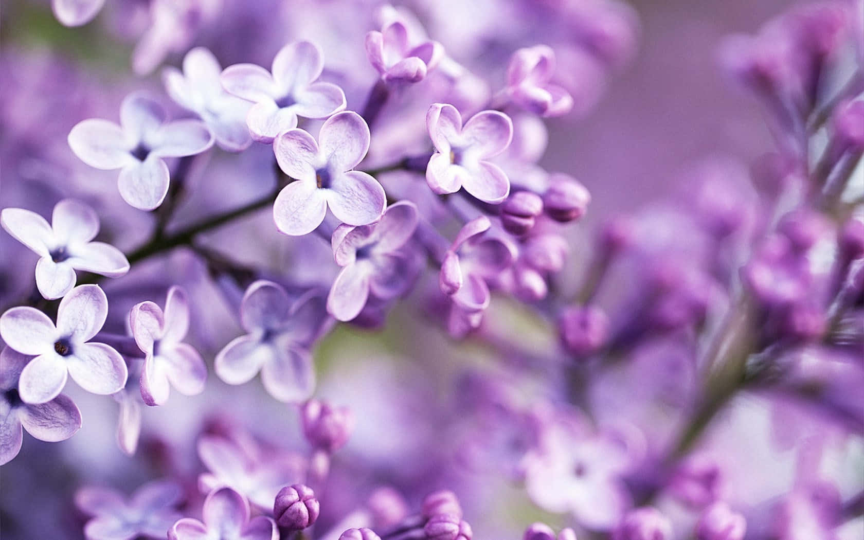 Flowers 桌布 壁紙 — 柔焦特寫精緻的紫色丁香花，背景花瓣模糊。