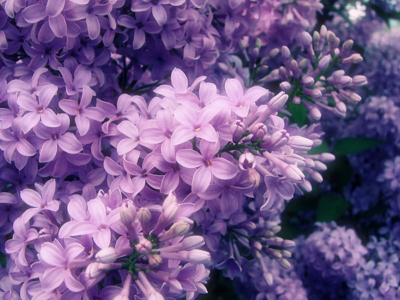 Flowers 桌布 壁紙 — 柔焦特寫茂盛的紫色丁香花，花瓣柔軟，莖部翠綠。