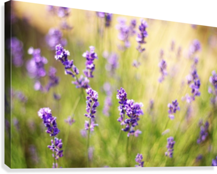 English Lavender 桌布 壁紙 — 柔焦的薰衣草花朵在陽光照耀的田野中輕輕搖曳，背景中金色的草叢模糊不清。