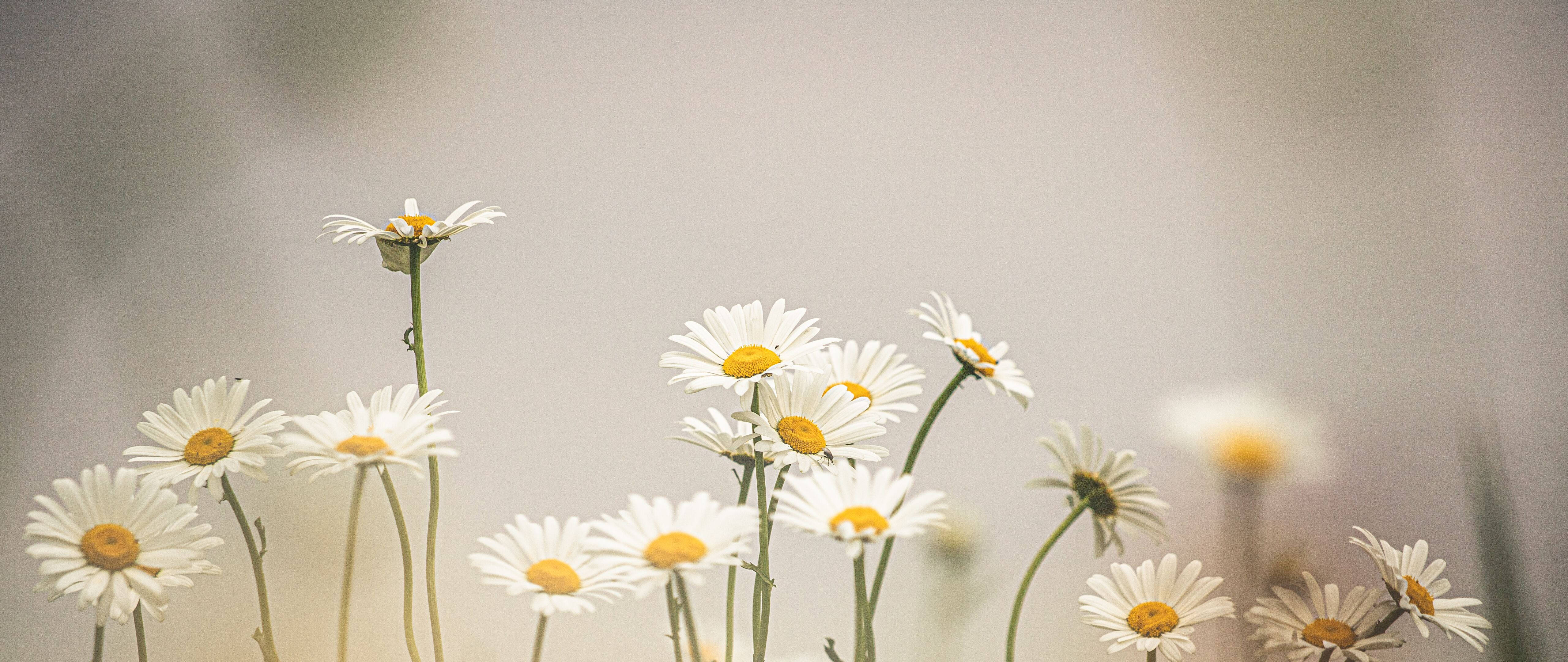 Flowers 桌布 壁紙 — 柔焦雛菊，白色花瓣和黃色花心，在模糊的中性背景上輕輕搖曳。
