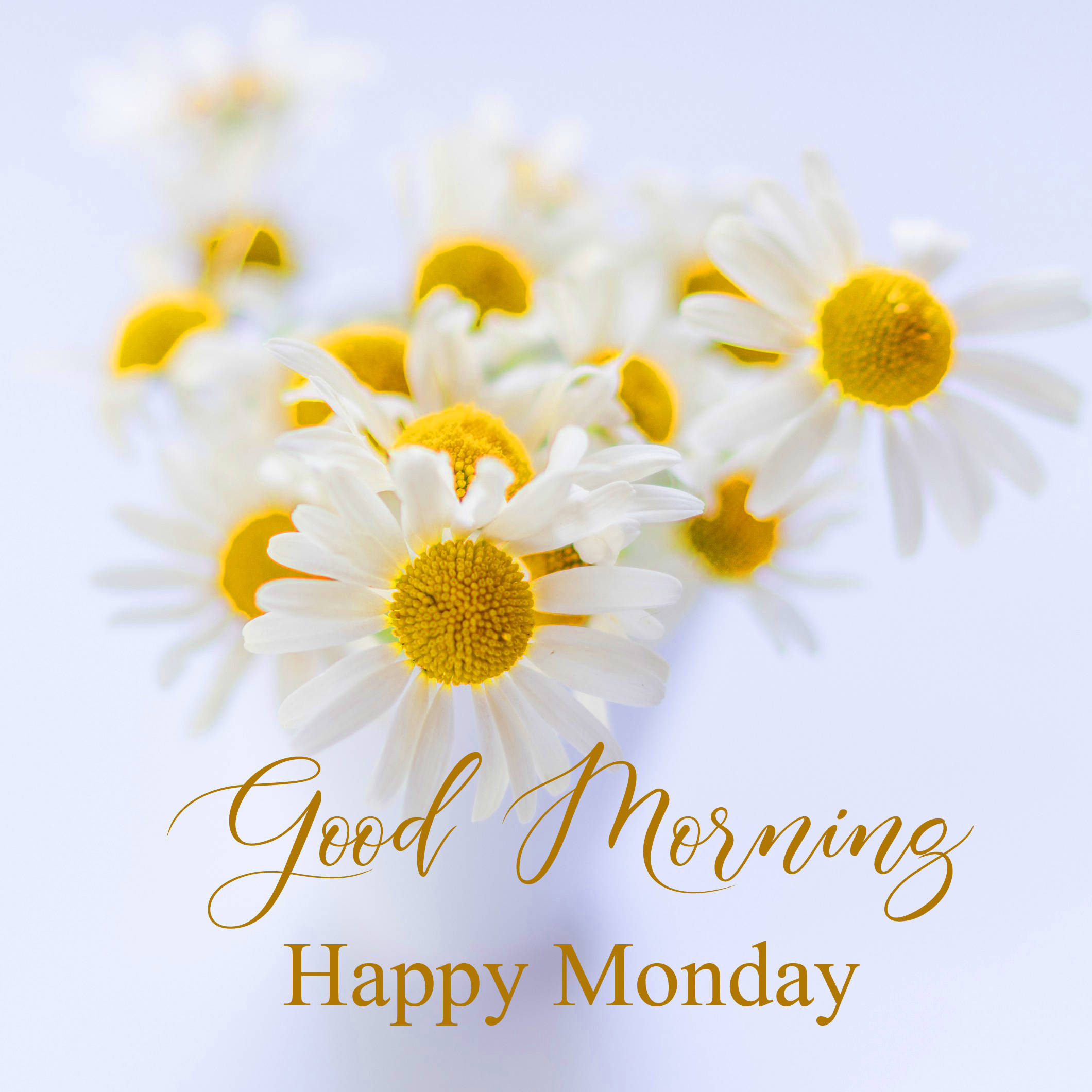 Happy Monday 桌布 壁紙 — 柔焦雛菊帶有金色花心，在淡藍色背景上綻放，搭配優雅的金色「早安，快樂星期一」文字。