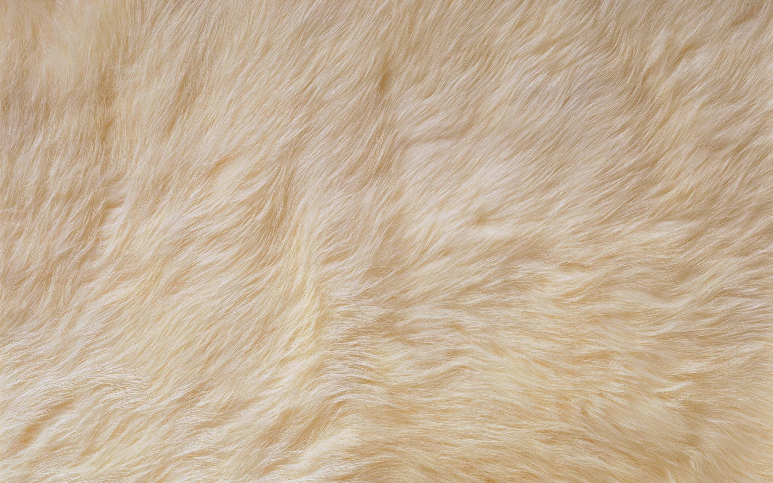 fur 桌布 壁紙 — 柔軟奶油米色人造毛皮的近距離特寫，帶有柔和波浪和自然質感。