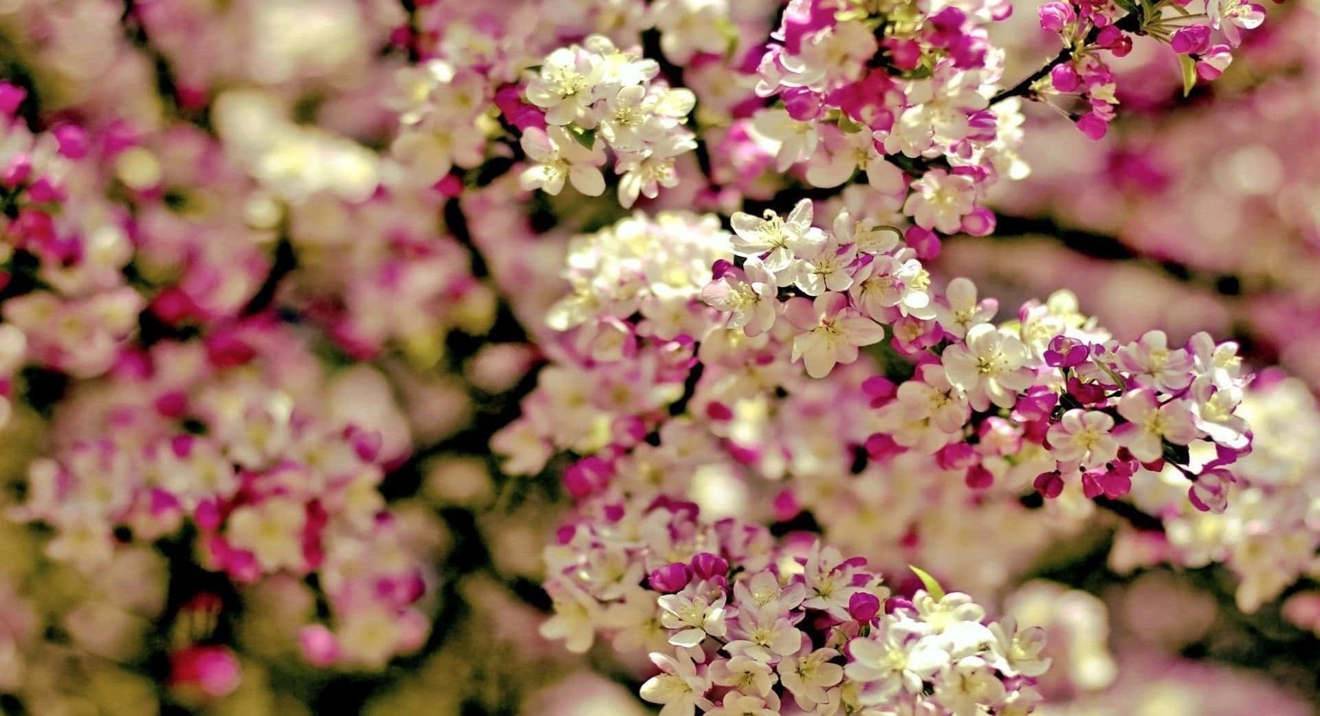 Spring Bloom 桌布 壁紙 — 柔軟散景背景下，樹枝上精緻粉白花朵的特寫。