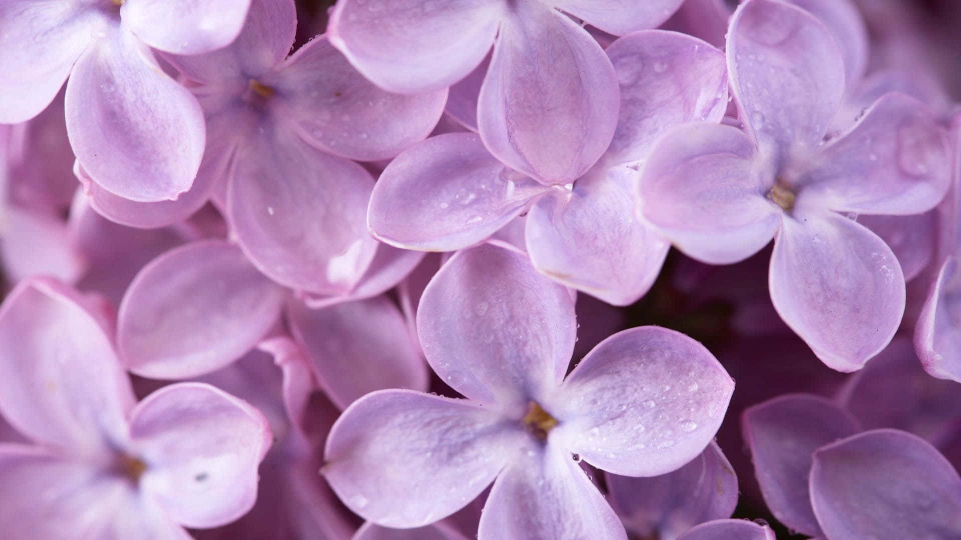 Flowers 桌布 壁紙 — 柔軟晨光中，精緻的紫色丁香花綻放著露珠，閃閃發光的特寫。