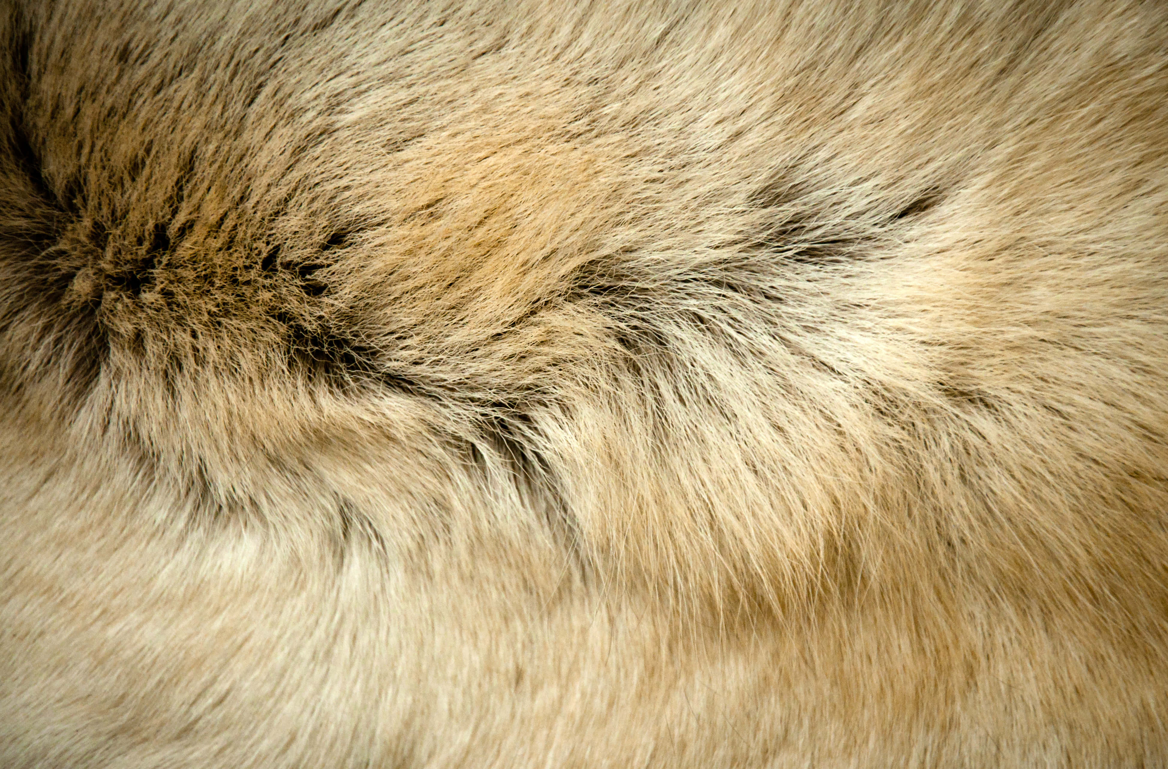 Animal Fur 桌布 壁紙 — 柔軟有紋理的動物毛皮近距離特寫，呈現大地色調，帶有自然高光和陰影。