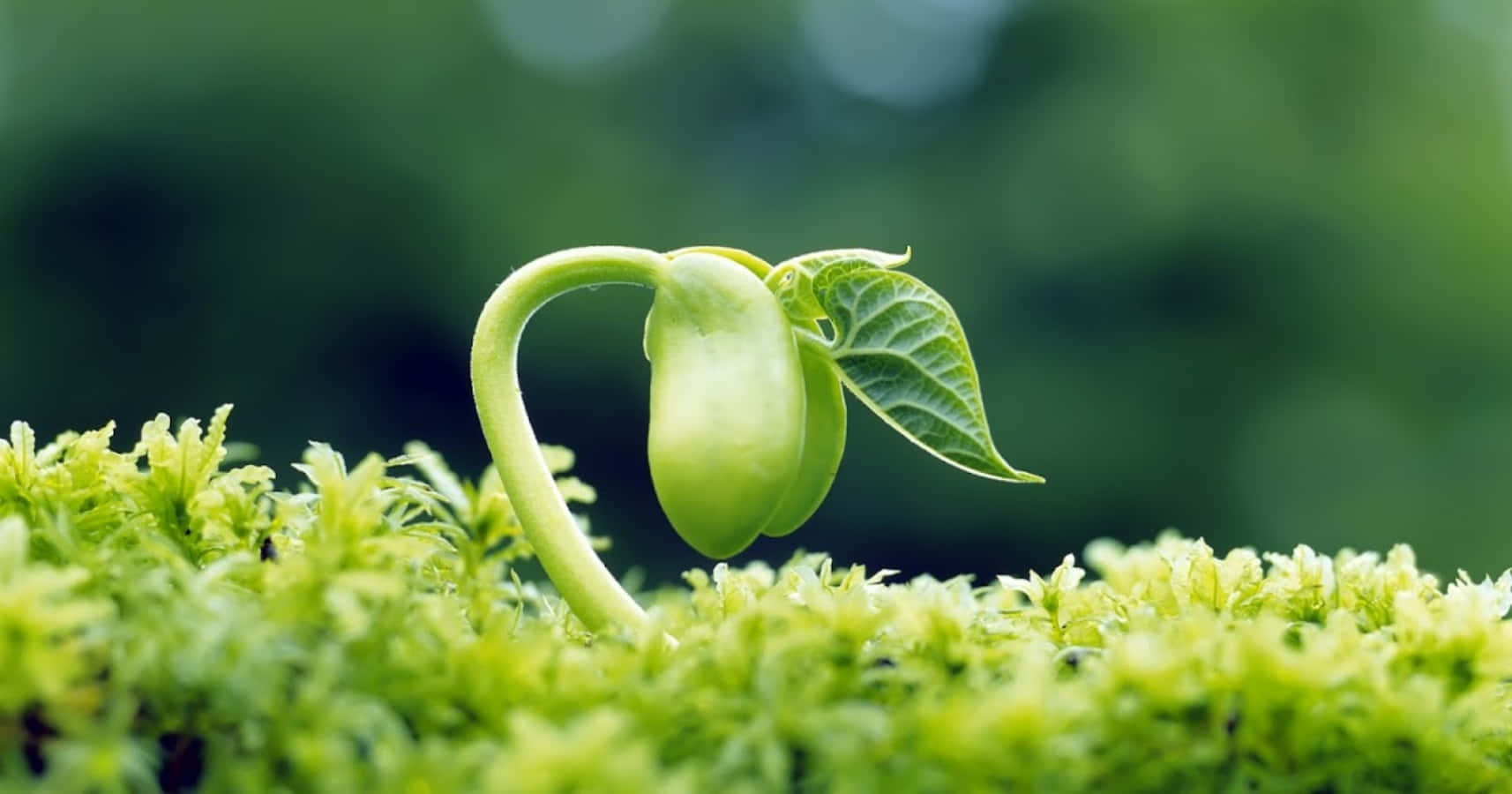life 桌布 壁紙 — 柔軟模糊的森林背景下，一株帶有心形莖和新鮮葉子的嫩綠芽從充滿活力的苔蘚中冒出。