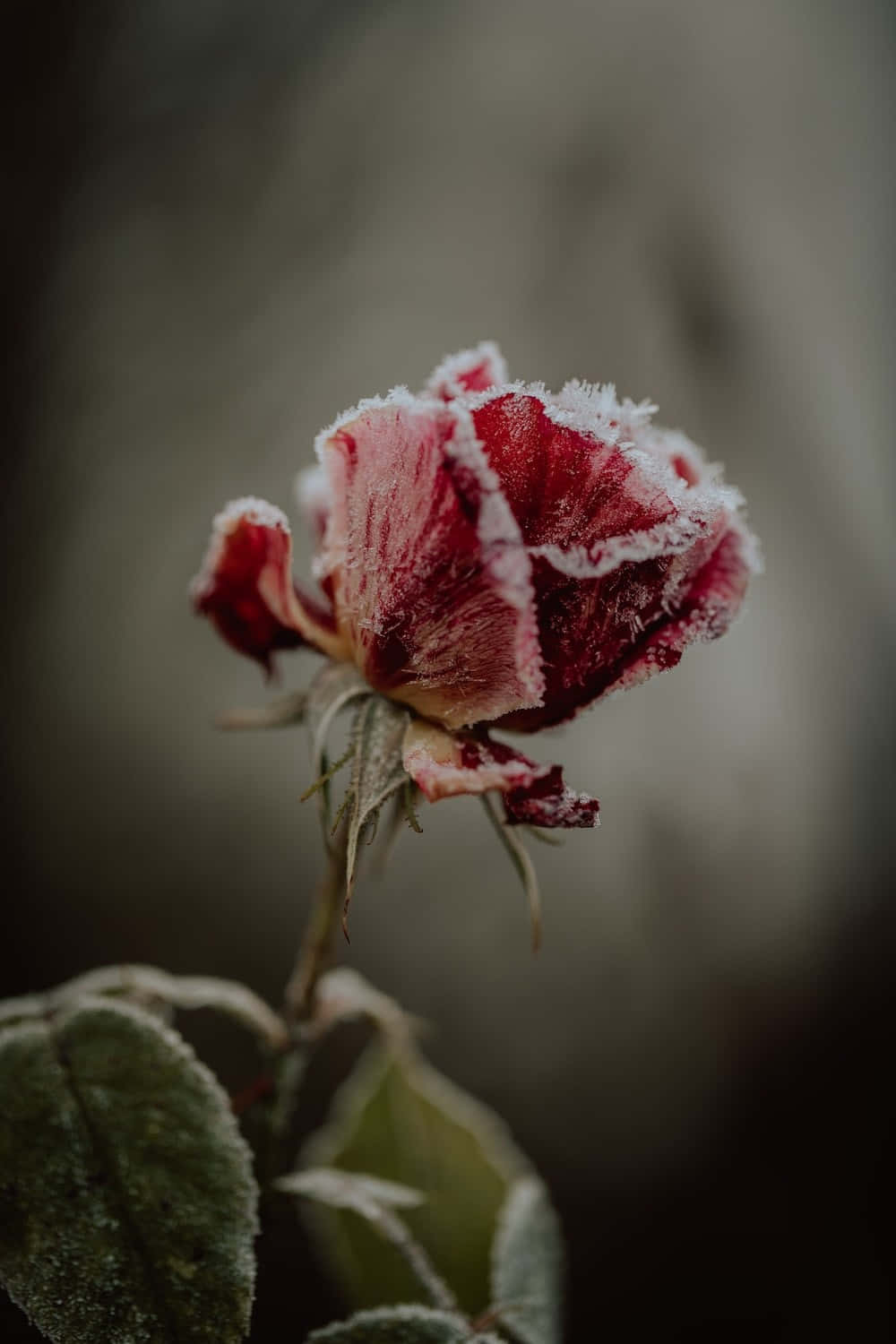 Winter Flowers 桌布 壁紙 — 柔軟模糊的灰色背景上，一朵精緻的紅色玫瑰花蕾覆蓋著霜。