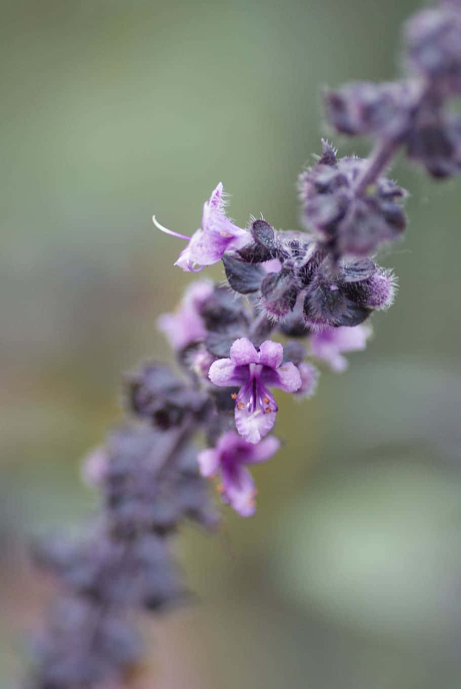 Purple Basil 桌布 壁紙 — 柔軟模糊的綠色背景下，毛茸茸的莖上盛開的細膩紫色鼠尾草花朵特寫。