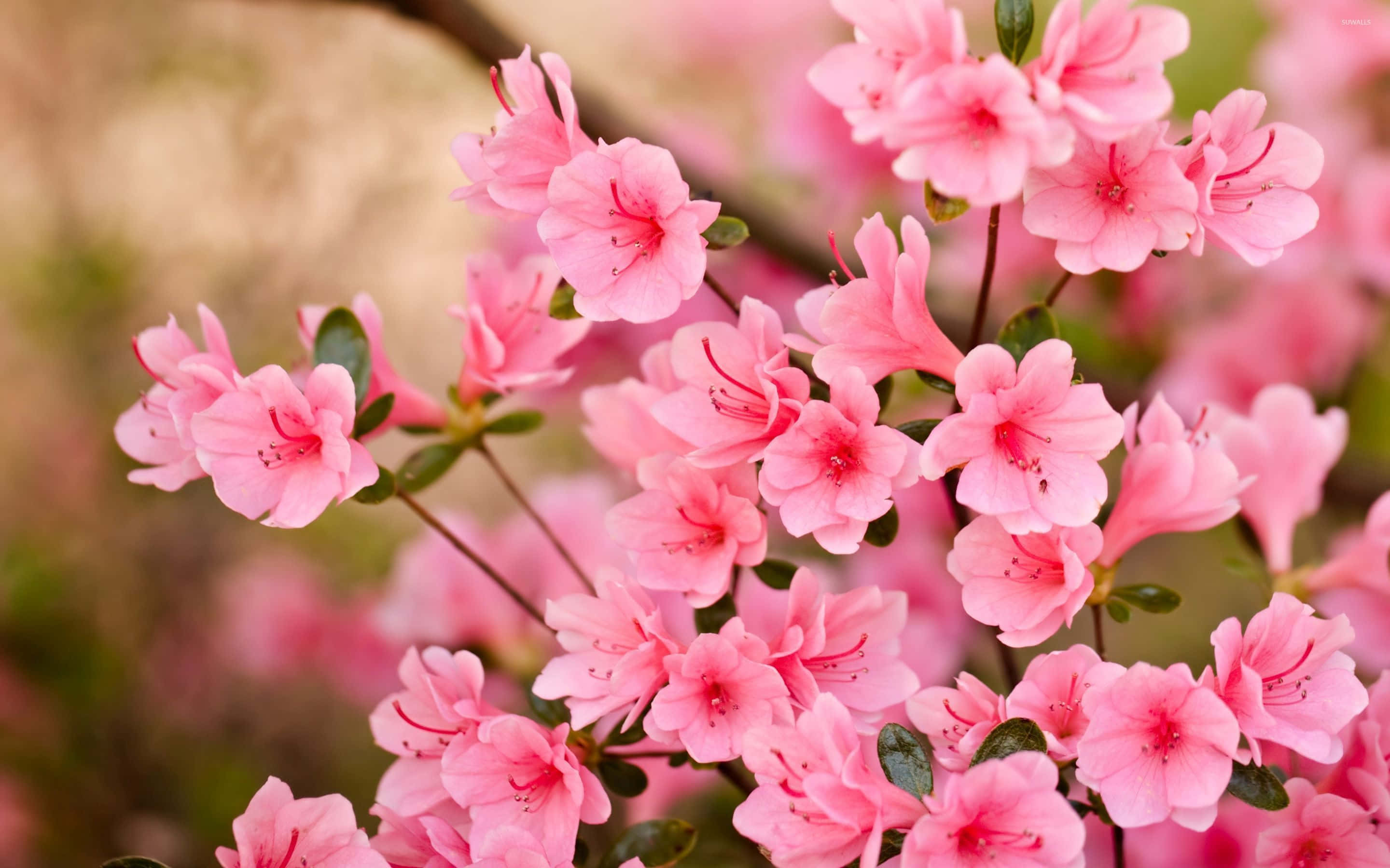 Cherry Blossom Tree 桌布 壁紙 — 柔軟模糊背景上，帶有深色雄蕊和綠葉的粉紅色杜鵑花近距離特寫。