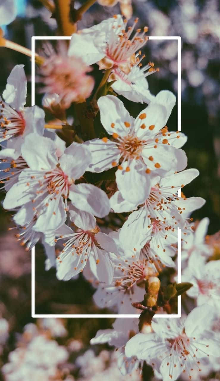 桌布 壁紙 — 柔軟模糊背景上，白色長方形框住的粉紅雄蕊白色櫻花特寫。
