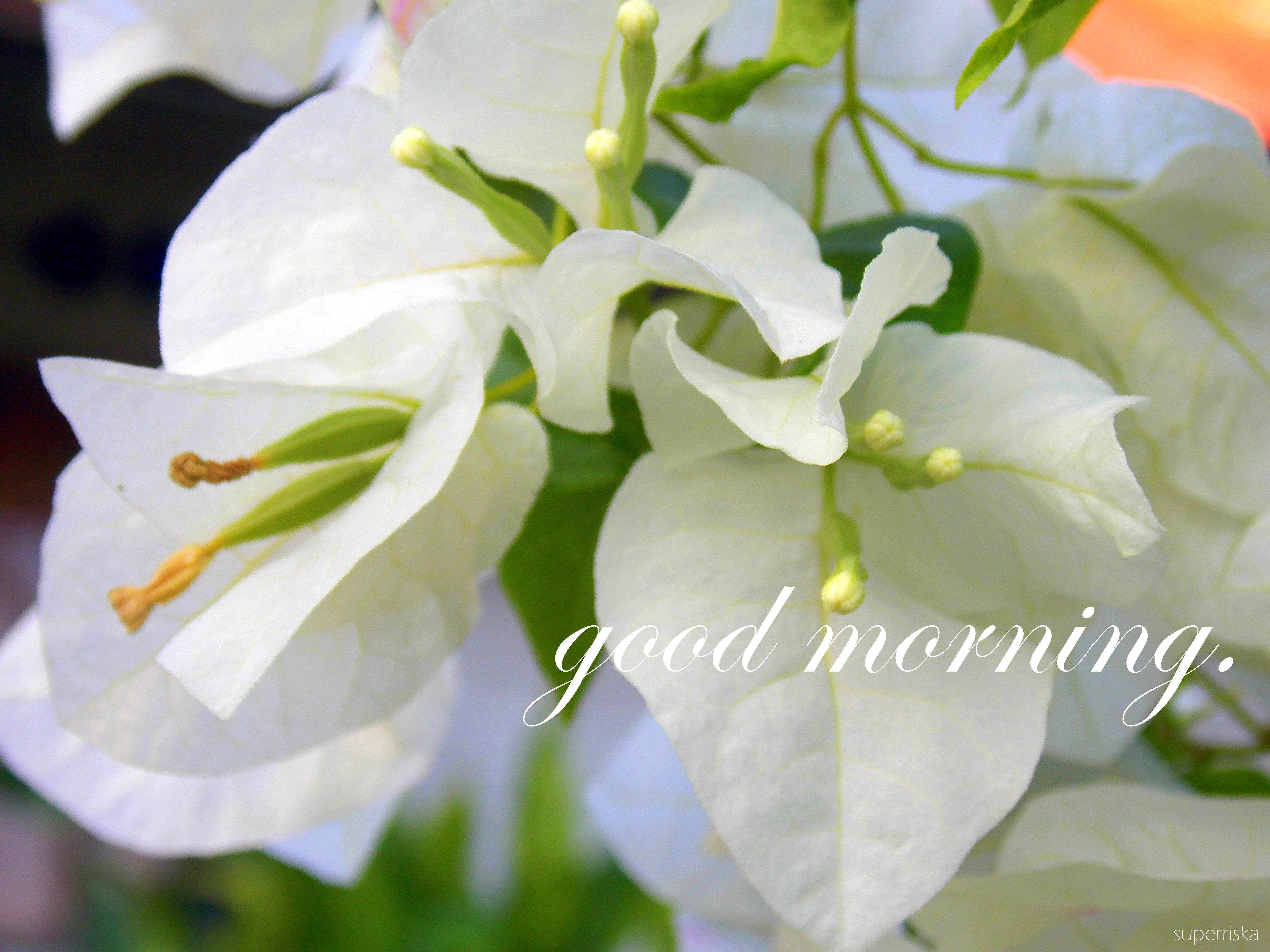Morning 桌布 壁紙 — 柔軟模糊背景上，細膩白色九重葛花朵與綠色莖葉和花蕾的特寫。