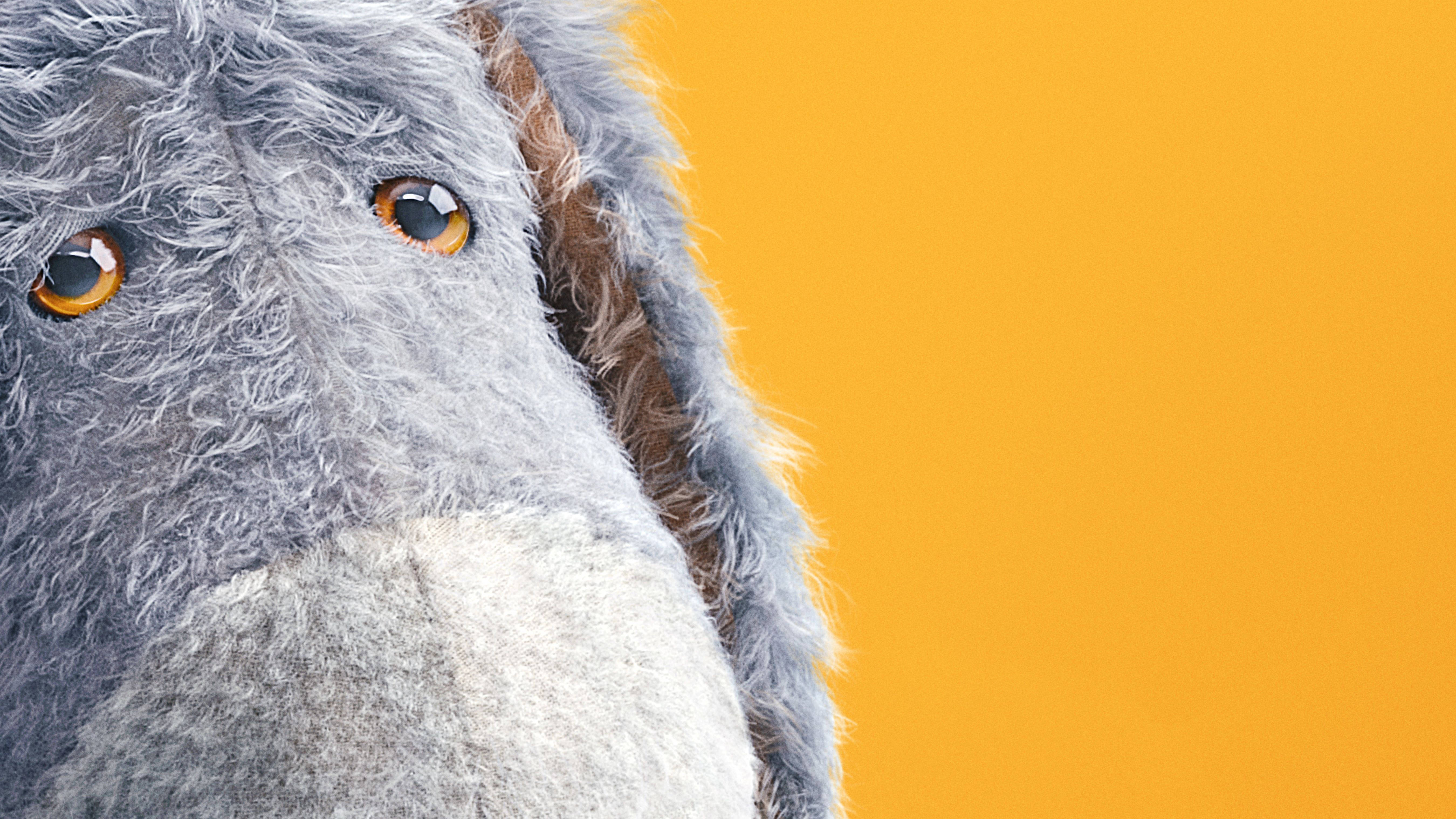 Eeyore 桌布 壁紙 — 柔軟灰色毛絨驢子的特寫，帶有溫暖琥珀色眼睛，背景為鮮豔橙色。
