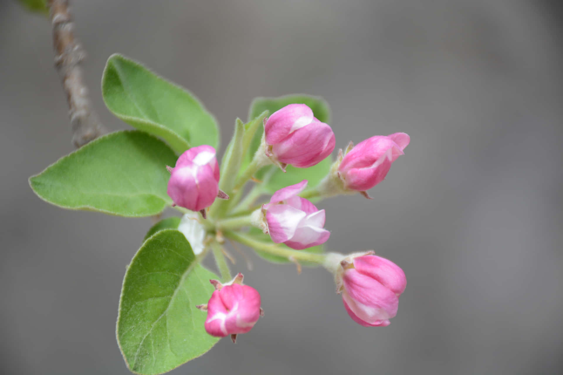 Blooms of tree 壁紙 — 柔軟灰色背景上，帶有白色中心的粉紅色蘋果花簇生在帶有模糊綠色葉子的樹枝上。
