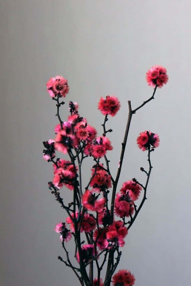 iPhone Flower 桌布 壁紙 — 柔軟灰色背景上，細長深色樹枝綻放著鮮豔粉紅色絨球花的精緻佈置。