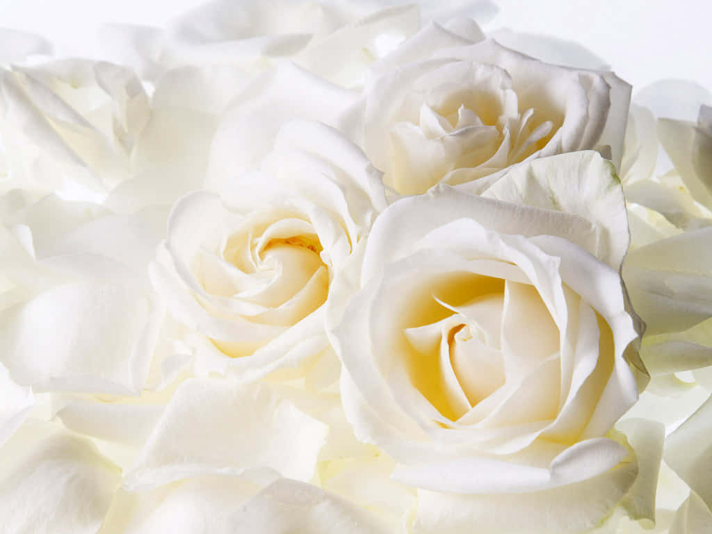 White Rose 桌布 壁紙 — 柔軟白玫瑰的特寫，帶有精緻花瓣和柔和黃色花心，襯以明亮白色背景。