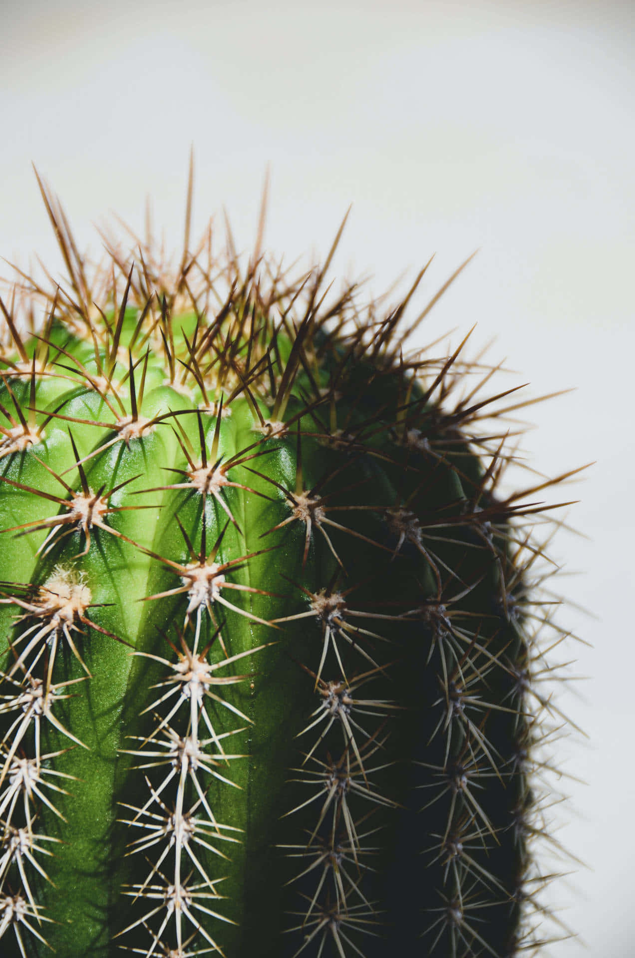 Cactus 桌布 壁紙 — 柔軟白色背景上，帶有尖刺的綠色仙人掌特寫。