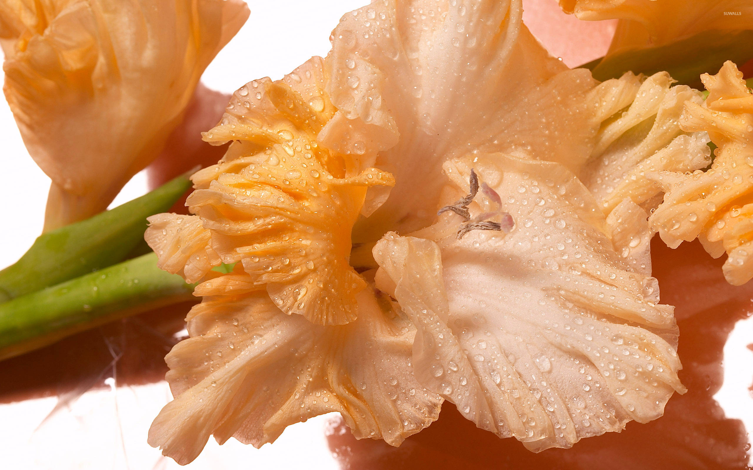Gladiolus 桌布 壁紙 — 柔軟白色背景上，精緻蜜桃色劍蘭花瓣閃爍露珠的特寫。