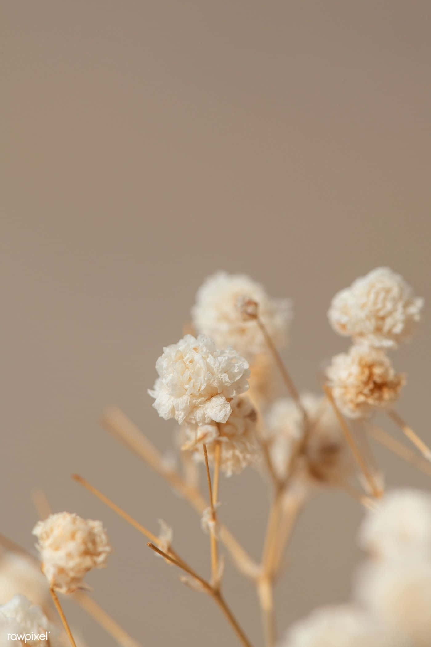 Dried Flowers 桌布 壁紙 — 柔軟的乾燥滿天星花朵，帶有細膩的白色絨毛和纖細的莖，襯托在柔和的米色背景上。