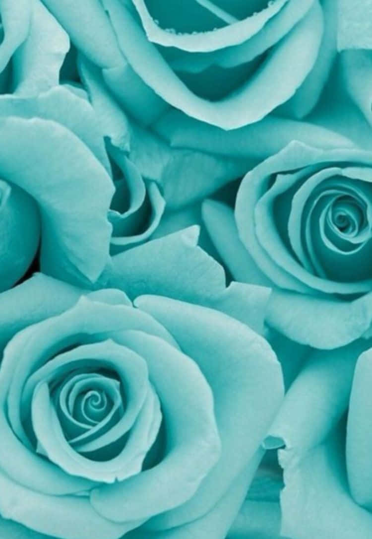 Teal Flower 桌布 壁紙 — 柔軟的土耳其藍玫瑰特寫，細緻的層層花瓣和柔和的陰影。