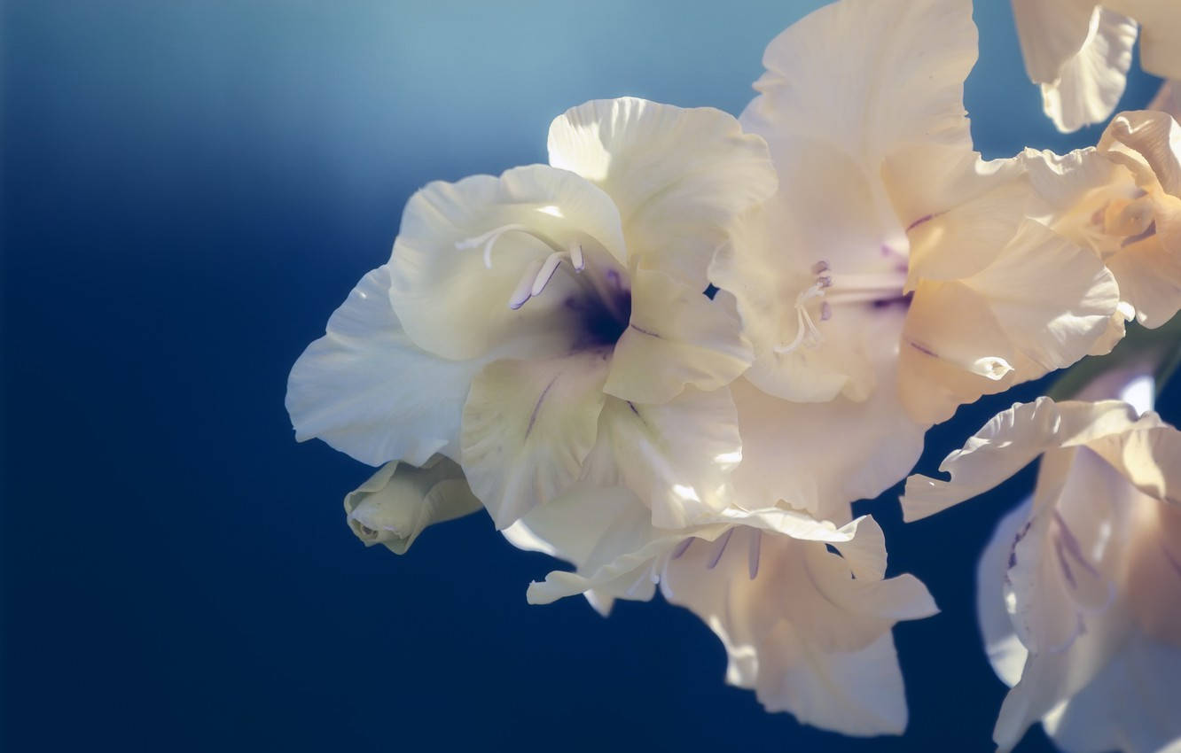 Gladiolus 桌布 壁紙 — 柔軟的奶油色劍蘭花，帶有紫色中心，在深藍色天空背景下閃耀。