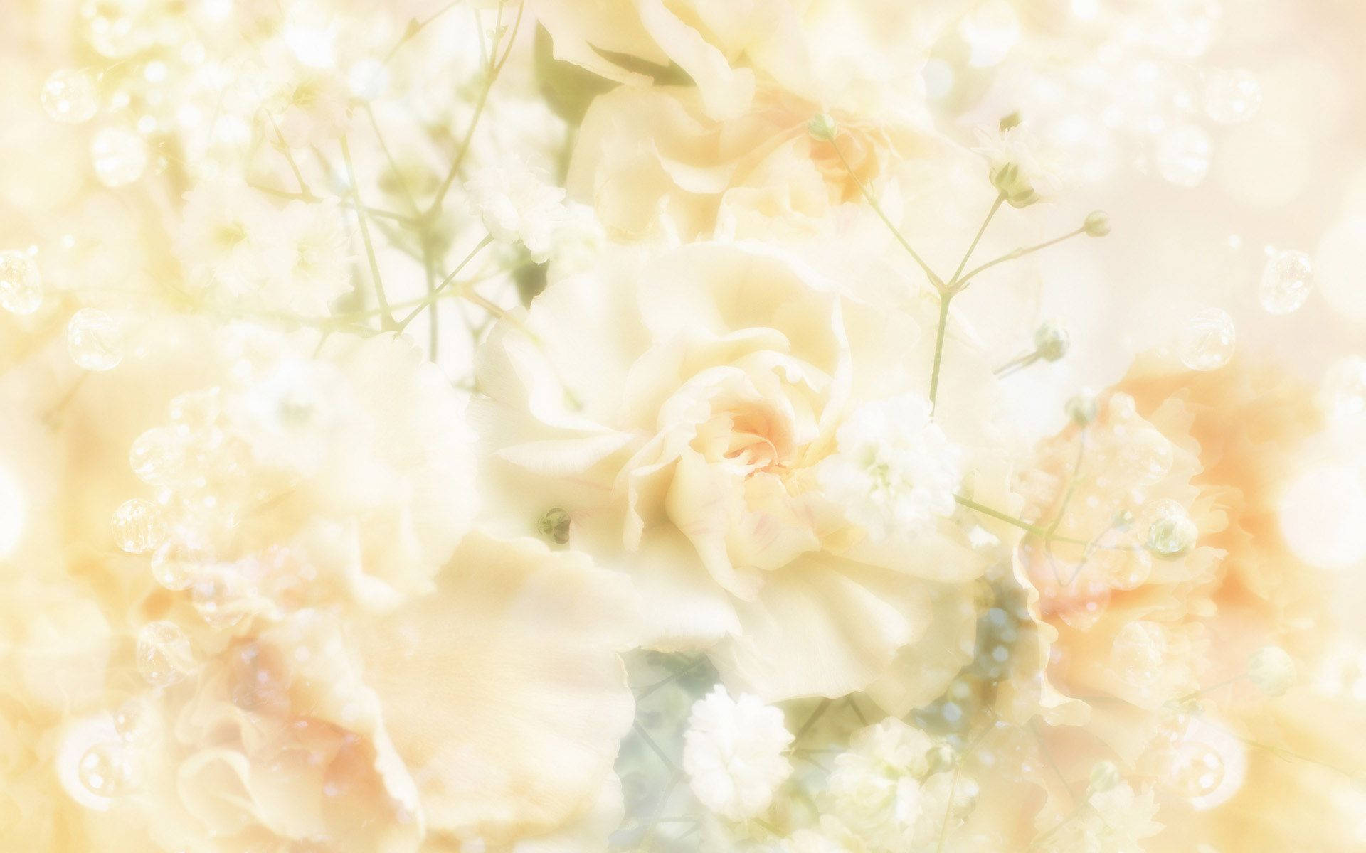 Wedding 桌布 壁紙 — 柔軟的奶油色玫瑰和滿天星在夢幻的粉彩薄霧中綻放，帶有柔和散景和溫暖的金色光線。