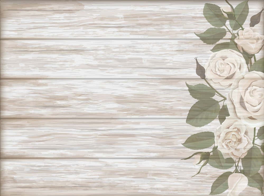 White Rose 桌布 壁紙 — 柔軟的奶油色玫瑰與綠色葉片沿著風化白色木板右側層疊而下。