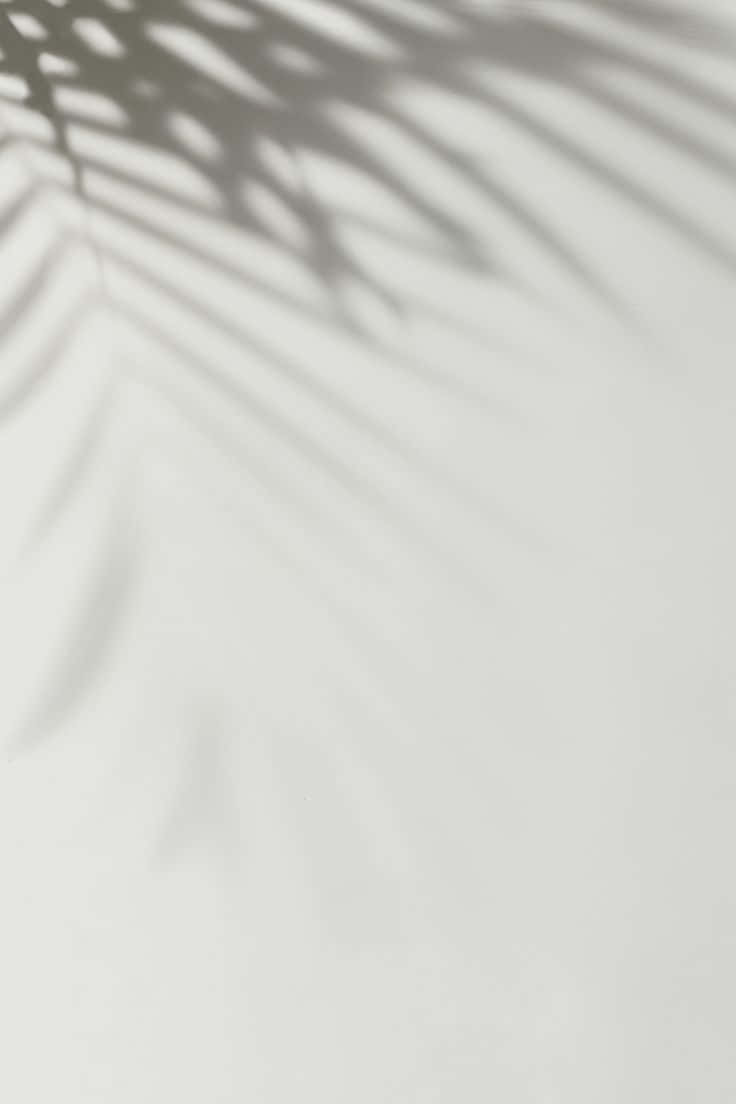Minimalist Photography 桌布 壁紙 — 柔軟的棕櫚葉陰影點綴在寧靜熱帶室內場景的簡約白牆上。