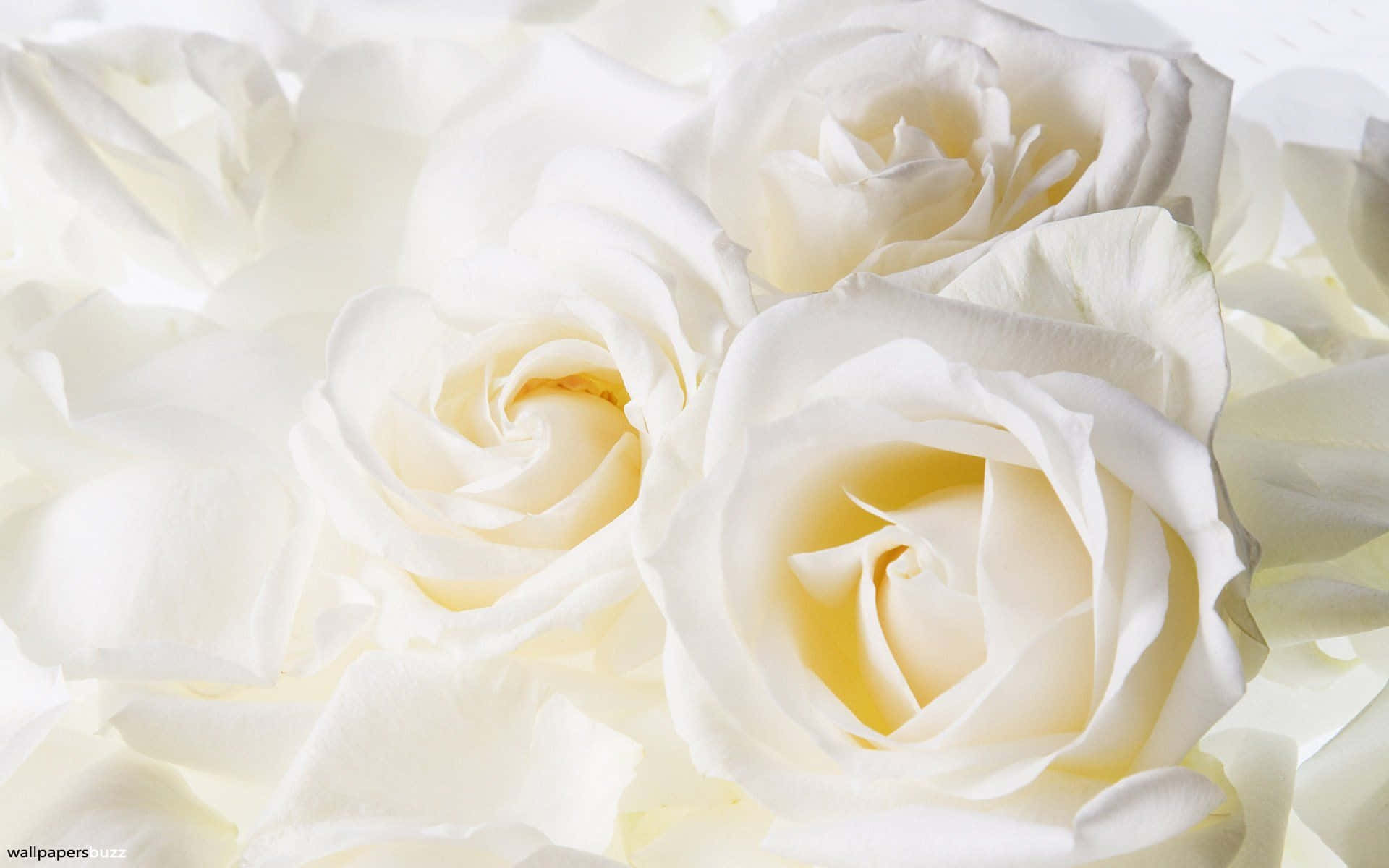 White Rose 桌布 壁紙 — 柔軟的白玫瑰，帶有精緻的花瓣和柔和的黃色花心，在寧靜的特寫中綻放。