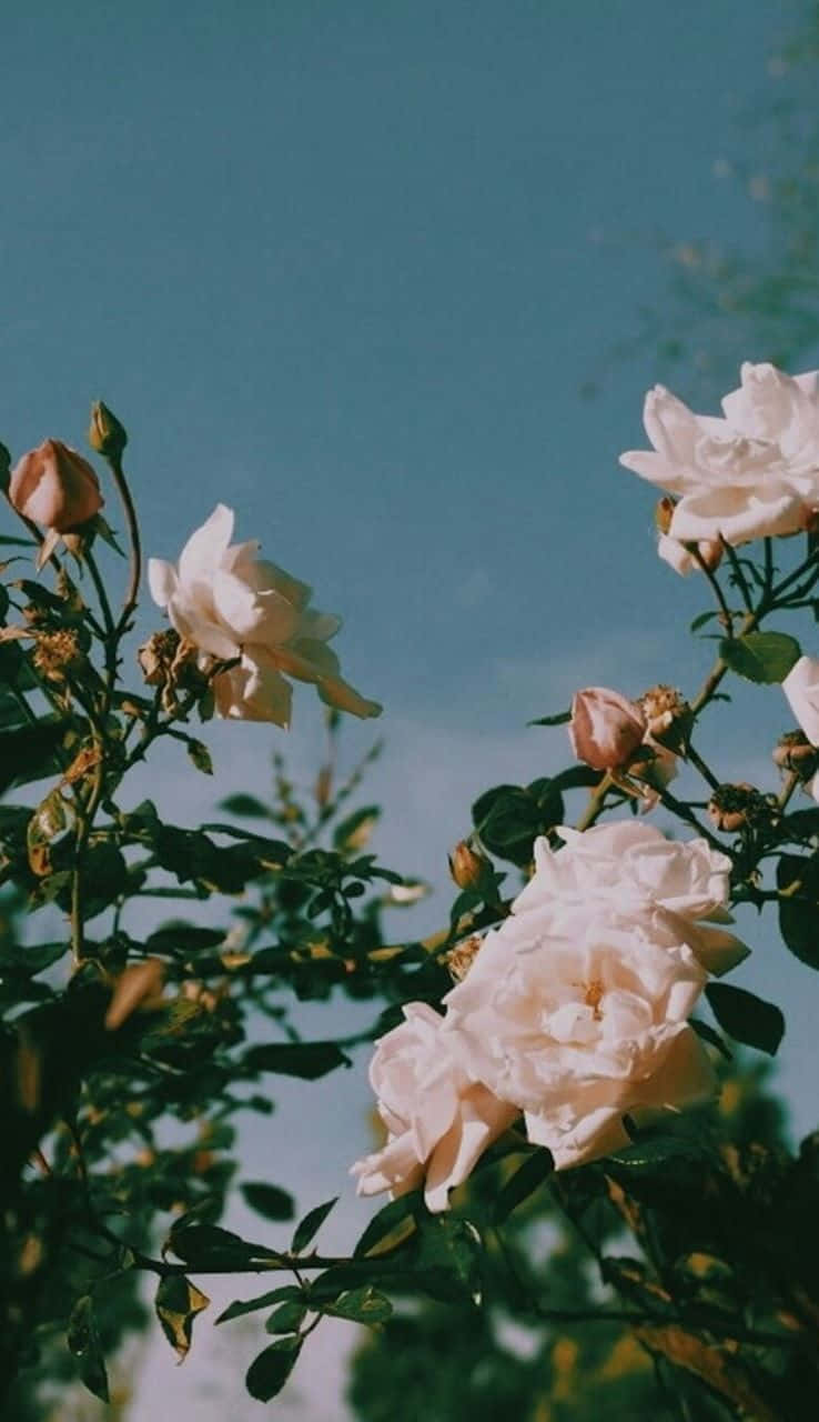Flowers 桌布 壁紙 — 柔軟的白玫瑰在晴朗的藍天下，伴隨著茂盛的綠葉，在陽光普照的花園場景中盛開。