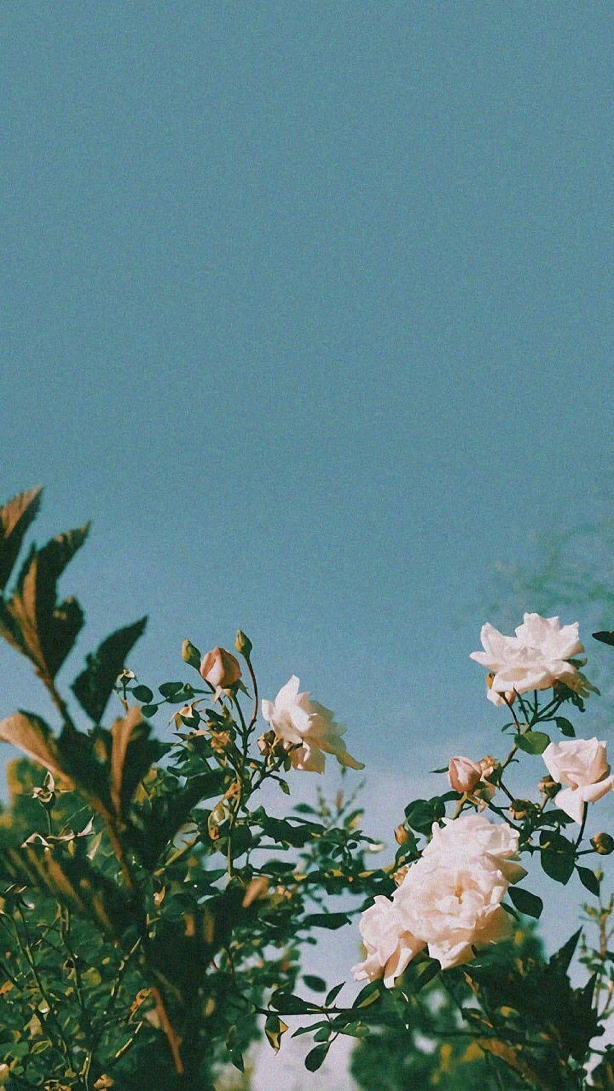 Vintage Aesthetic Plant 桌布 壁紙 — 柔軟的白玫瑰在晴朗的藍天下，於陽光明媚的花園場景中盛開。