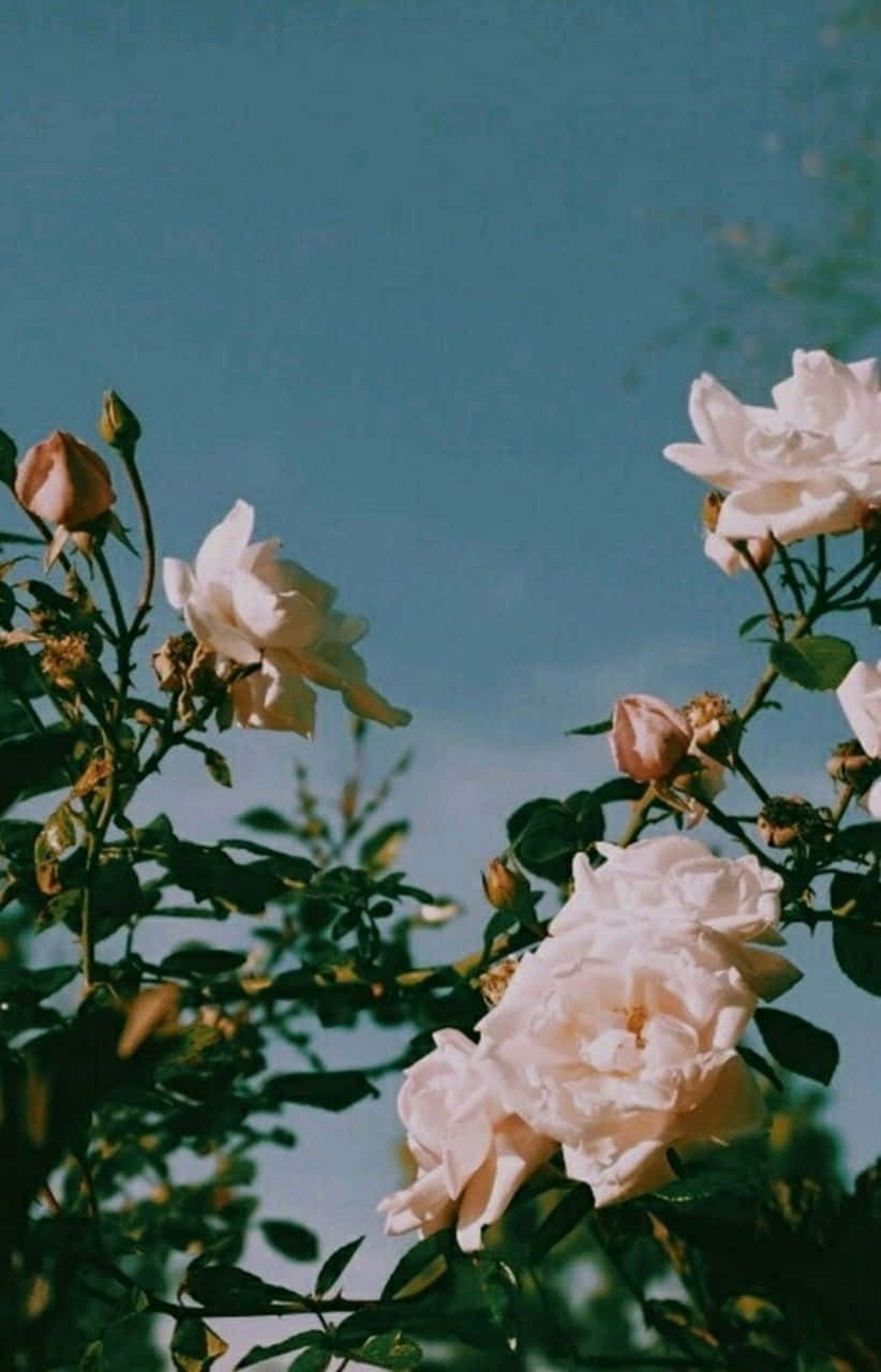 Flowers 桌布 壁紙 — 柔軟的白玫瑰在晴朗的藍天下盛開，伴隨著茂盛的綠葉，呈現出陽光普照的花園場景。