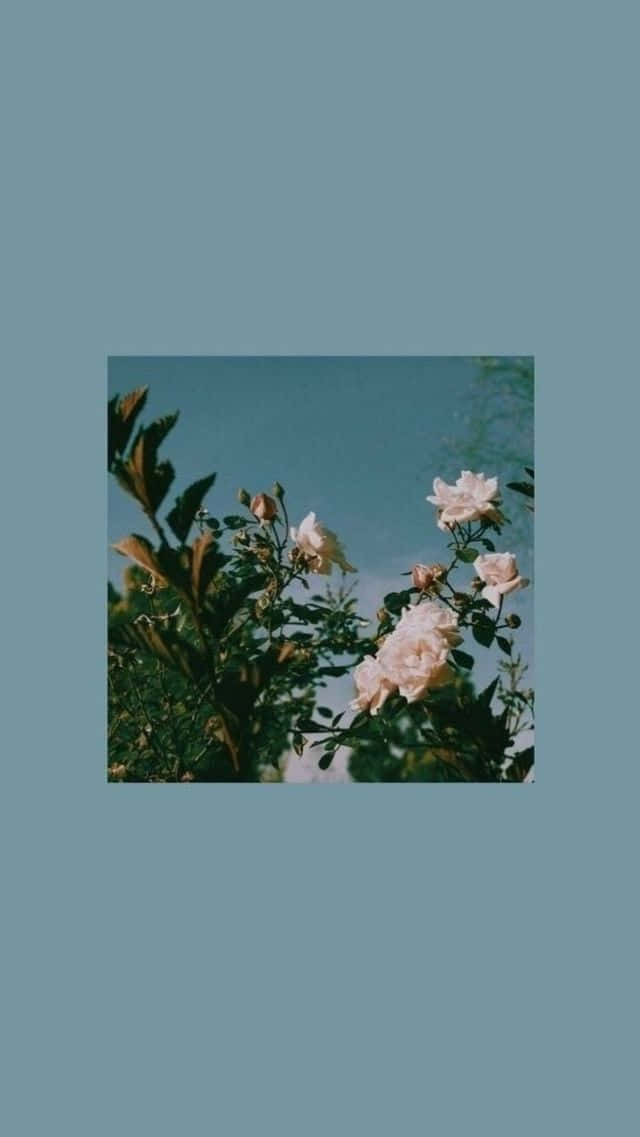 Blue Flowers Aesthetic 桌布 壁紙 — 柔軟的白玫瑰在晴朗的藍天下盛開，被茂密的綠葉環繞，呈現寧靜的花園景象。