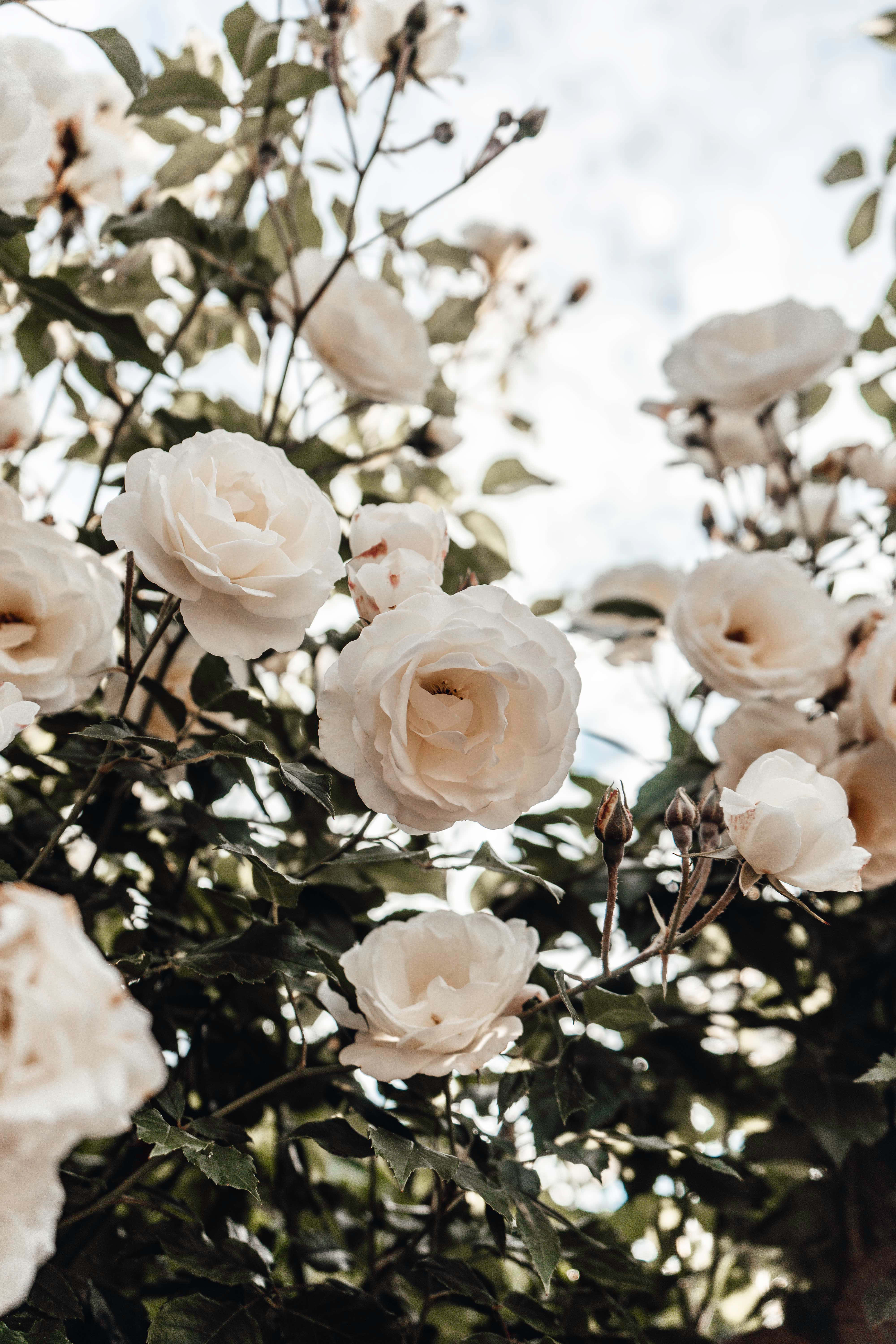 White Rose 桌布 壁紙 — 柔軟的白玫瑰在茂盛的綠葉中綻放，在明亮的天空下，營造出寧靜的花園場景。