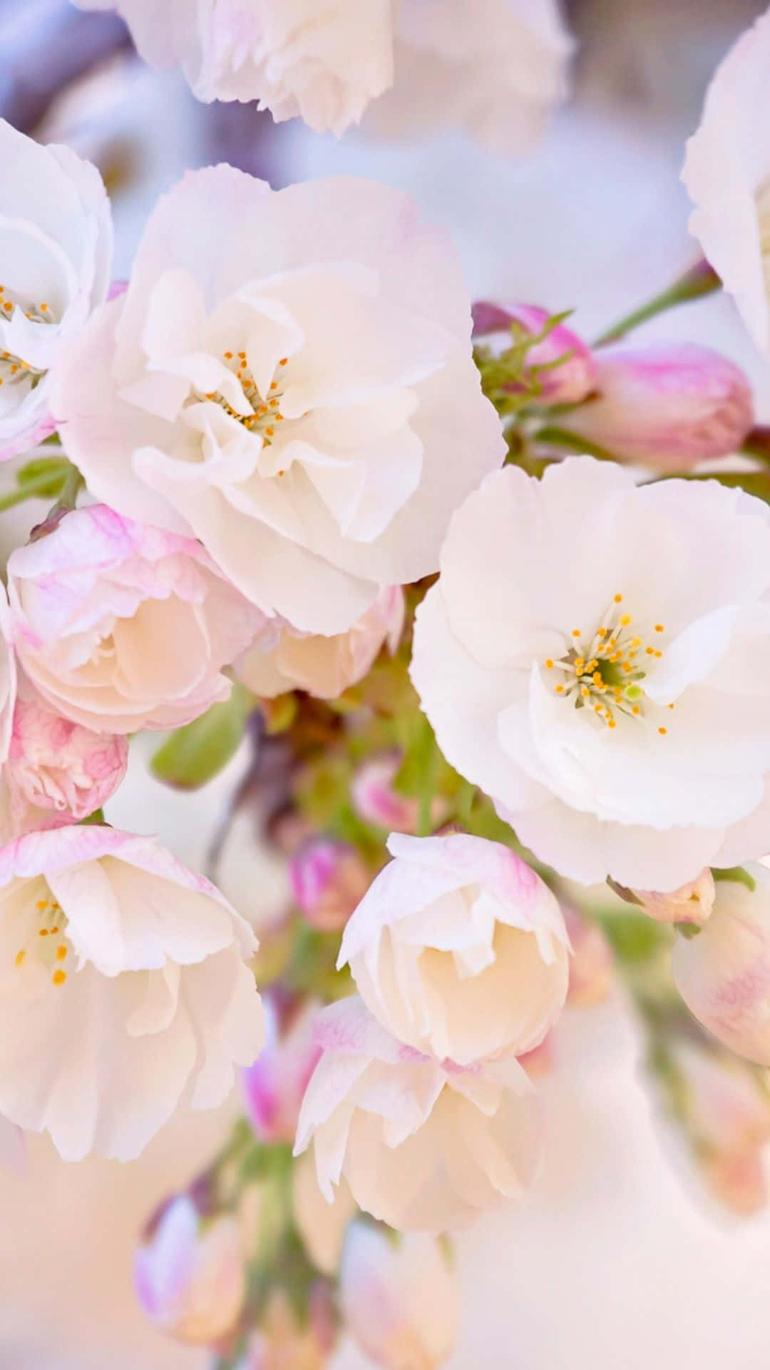 Spring Bloom 桌布 壁紙 — 柔軟的白色和粉紅色櫻花在夢幻般的柔和背景上細膩地綻放。
