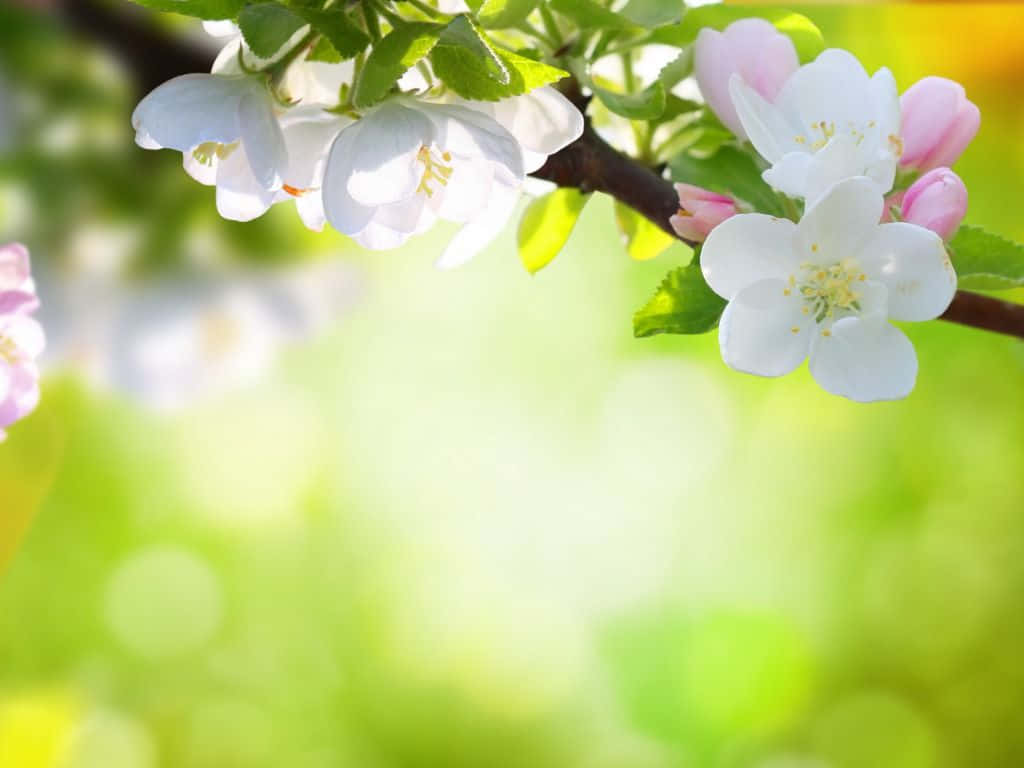 Spring Flowers Desktop 桌布 壁紙 — 柔軟的白色和粉紅色花朵在明亮的綠色散景背景的樹枝上盛開。