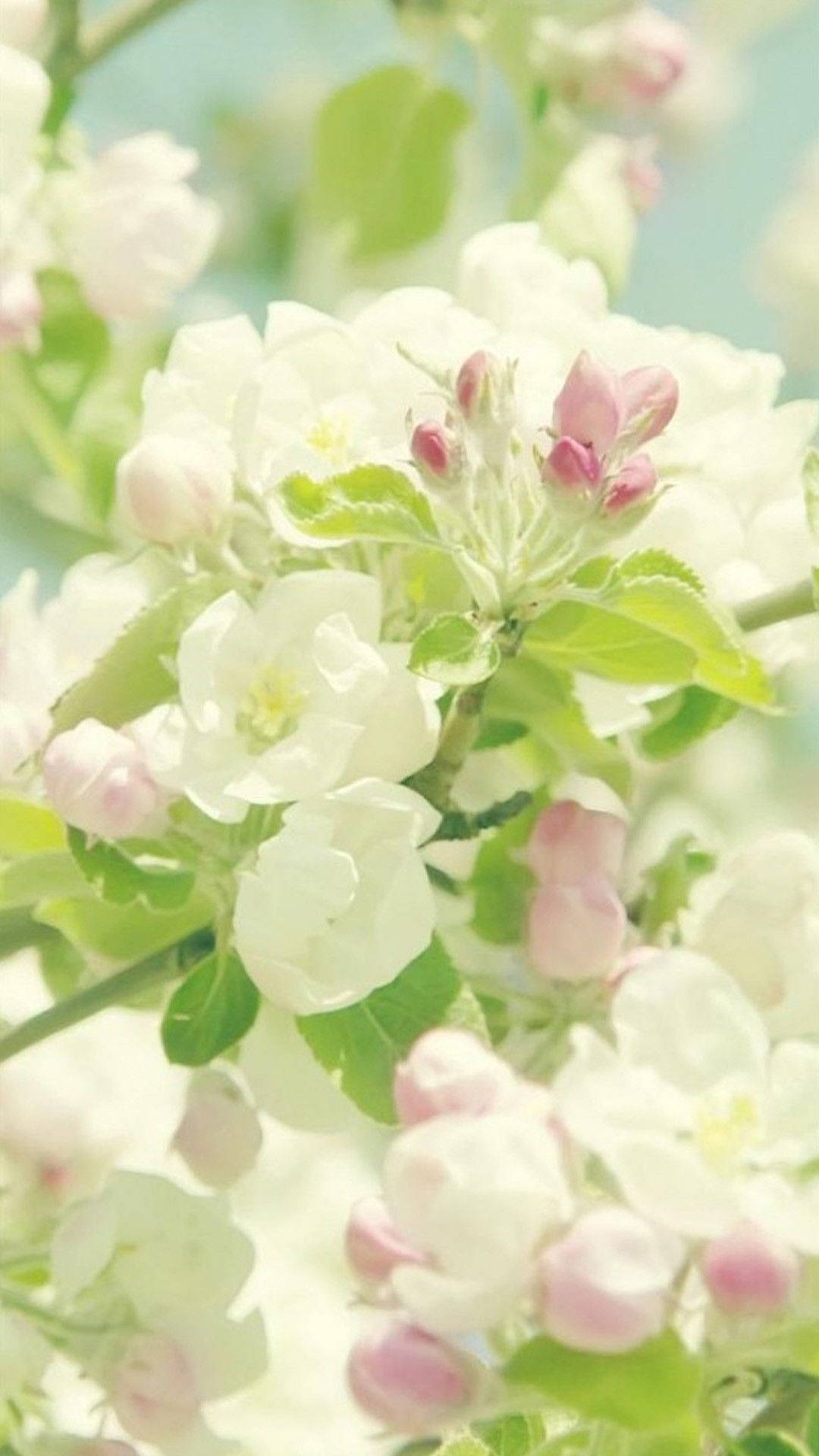 花朵美學動態圖 桌布 壁紙 — 柔軟的白色和粉紅色花朵與綠色葉子在明亮的天空襯托下，在陽光普照的特寫中輕輕綻放。