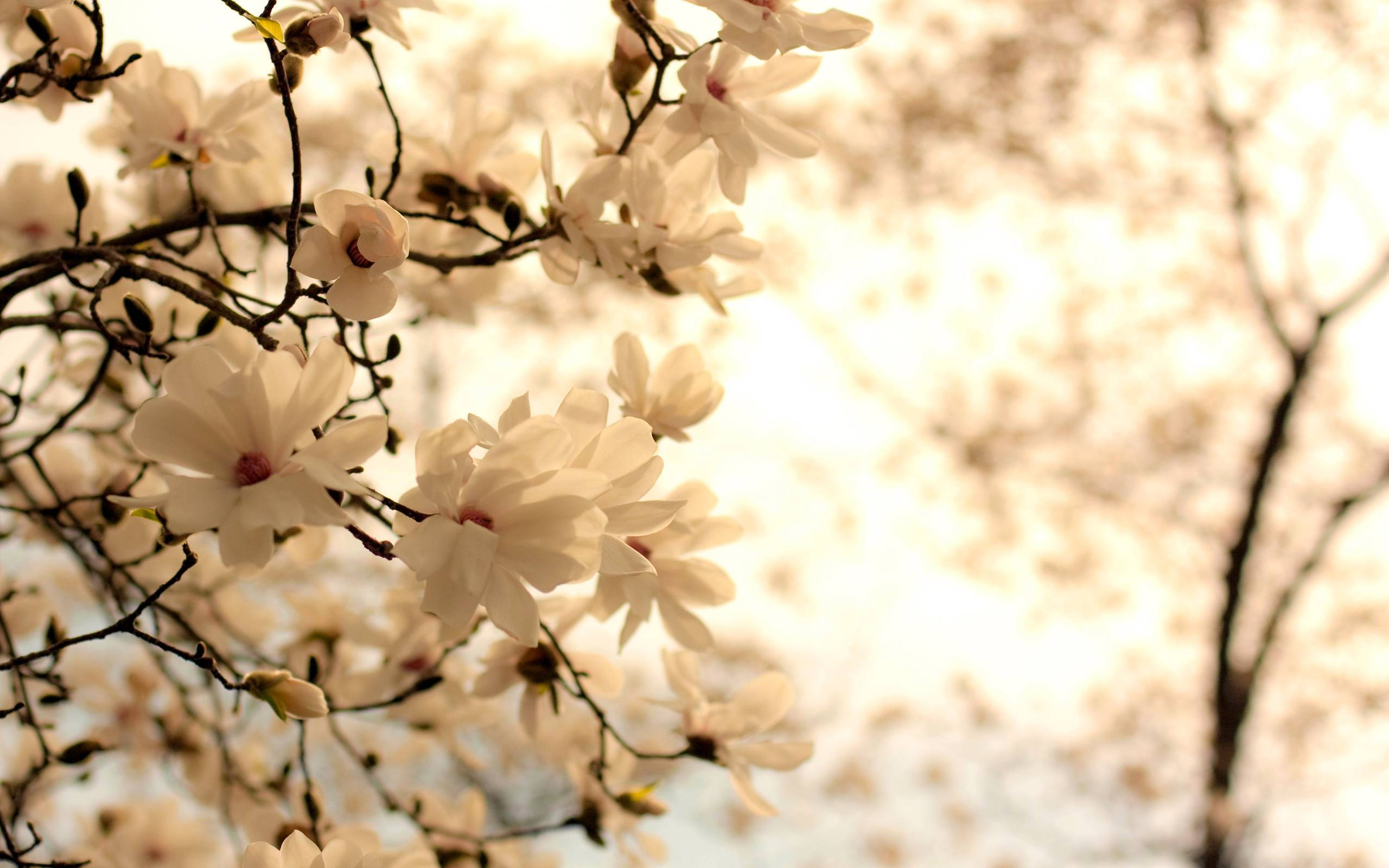 Flowers 桌布 壁紙 — 柔軟的白色木蘭花在深色樹枝上盛開，映襯著溫暖的金色背光，營造出寧靜的春日場景。