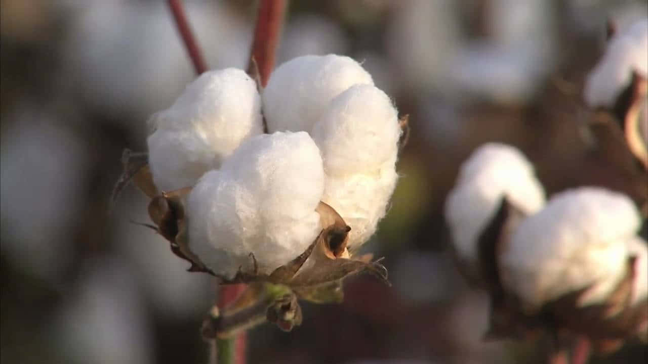 Cotton Field 桌布 壁紙 — 柔軟的白色棉花球在溫暖陽光下，於模糊背景的植物上綻放。