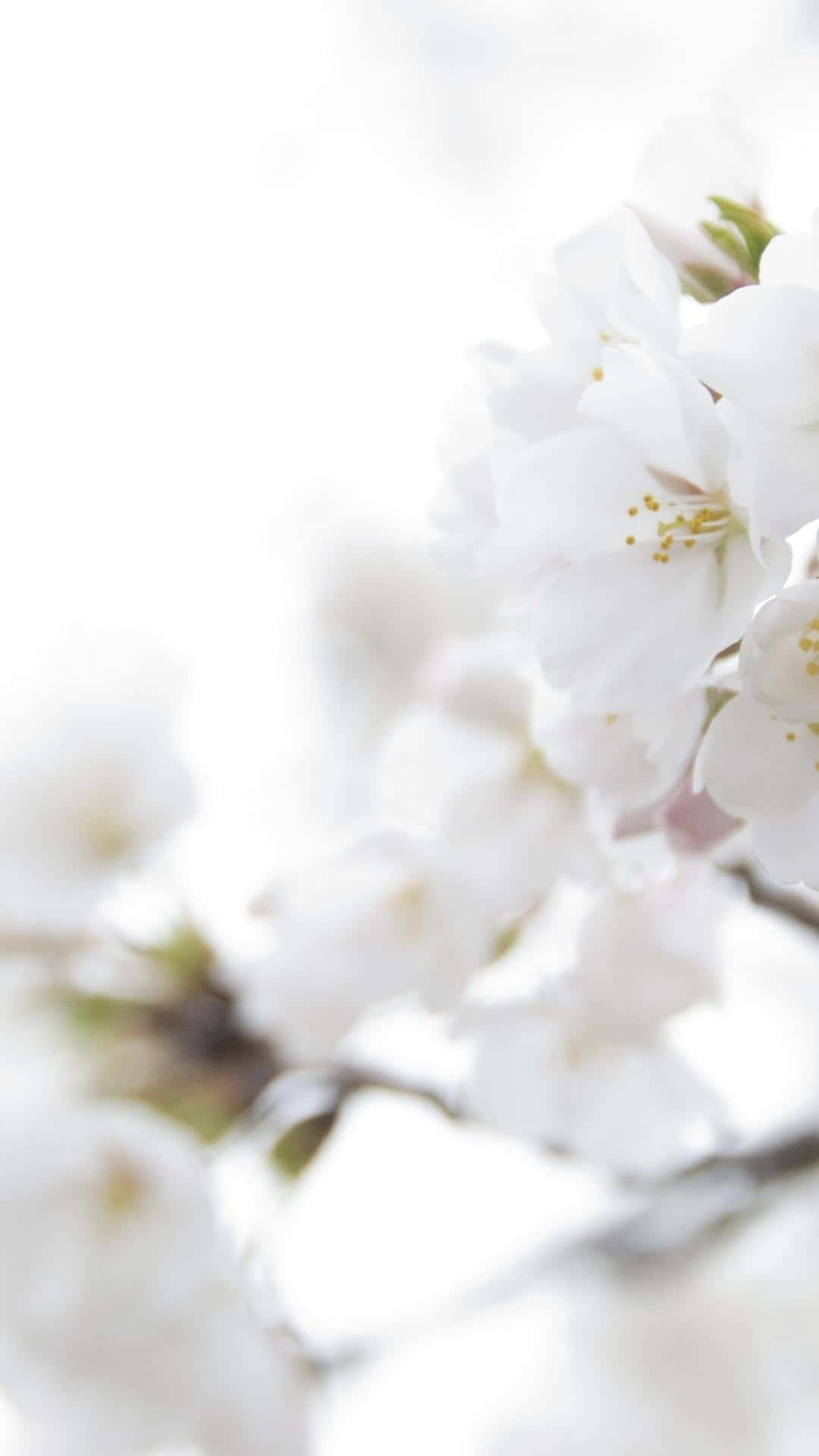 Flowers 桌布 壁紙 — 柔軟的白色櫻花在明亮通風的背景中，以淺景深細膩地綻放。