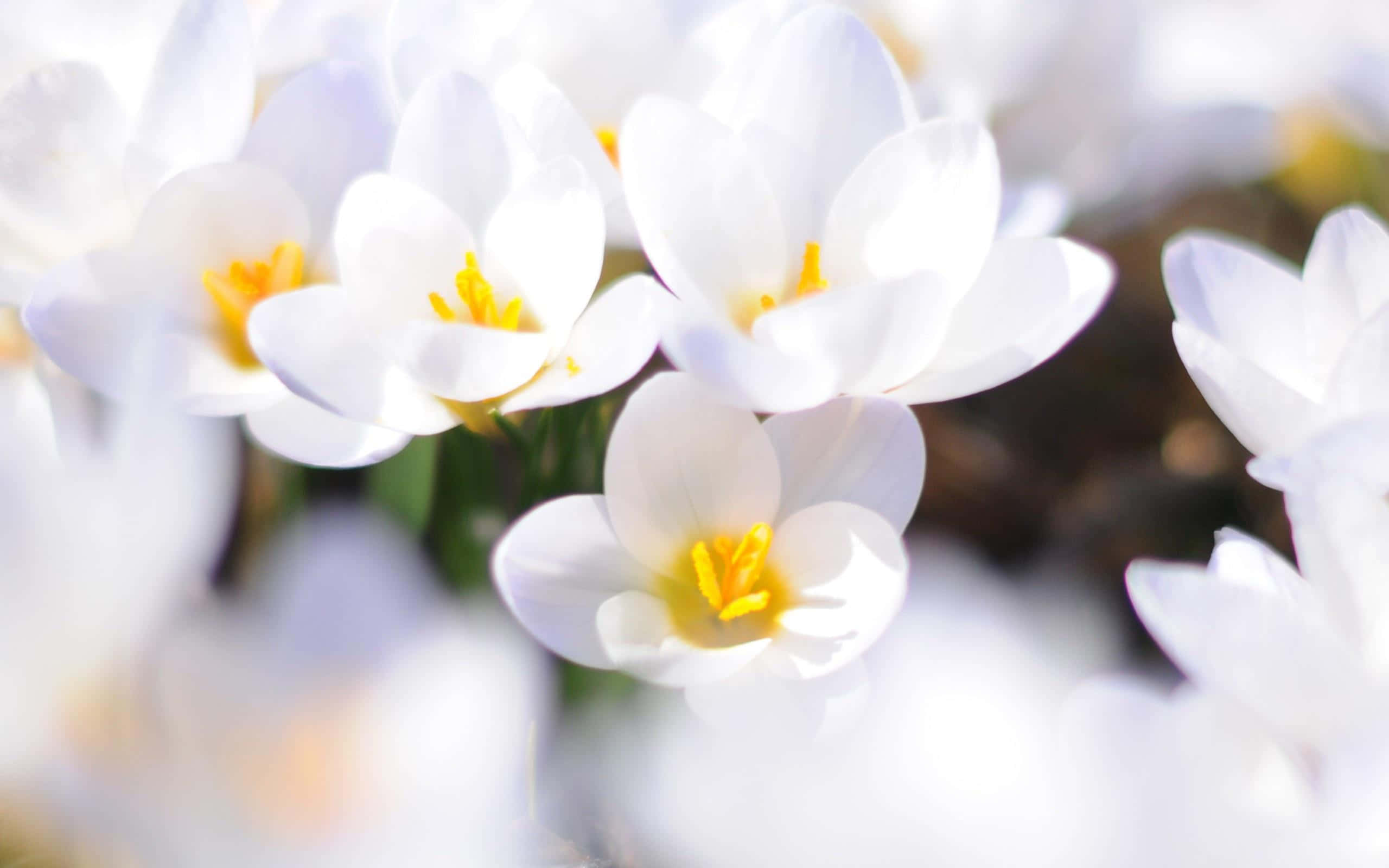 White Flowers 桌布 壁紙 — 柔軟的白色番紅花，帶有明亮的黃色花心，在陽光明媚的花園中輕輕綻放。
