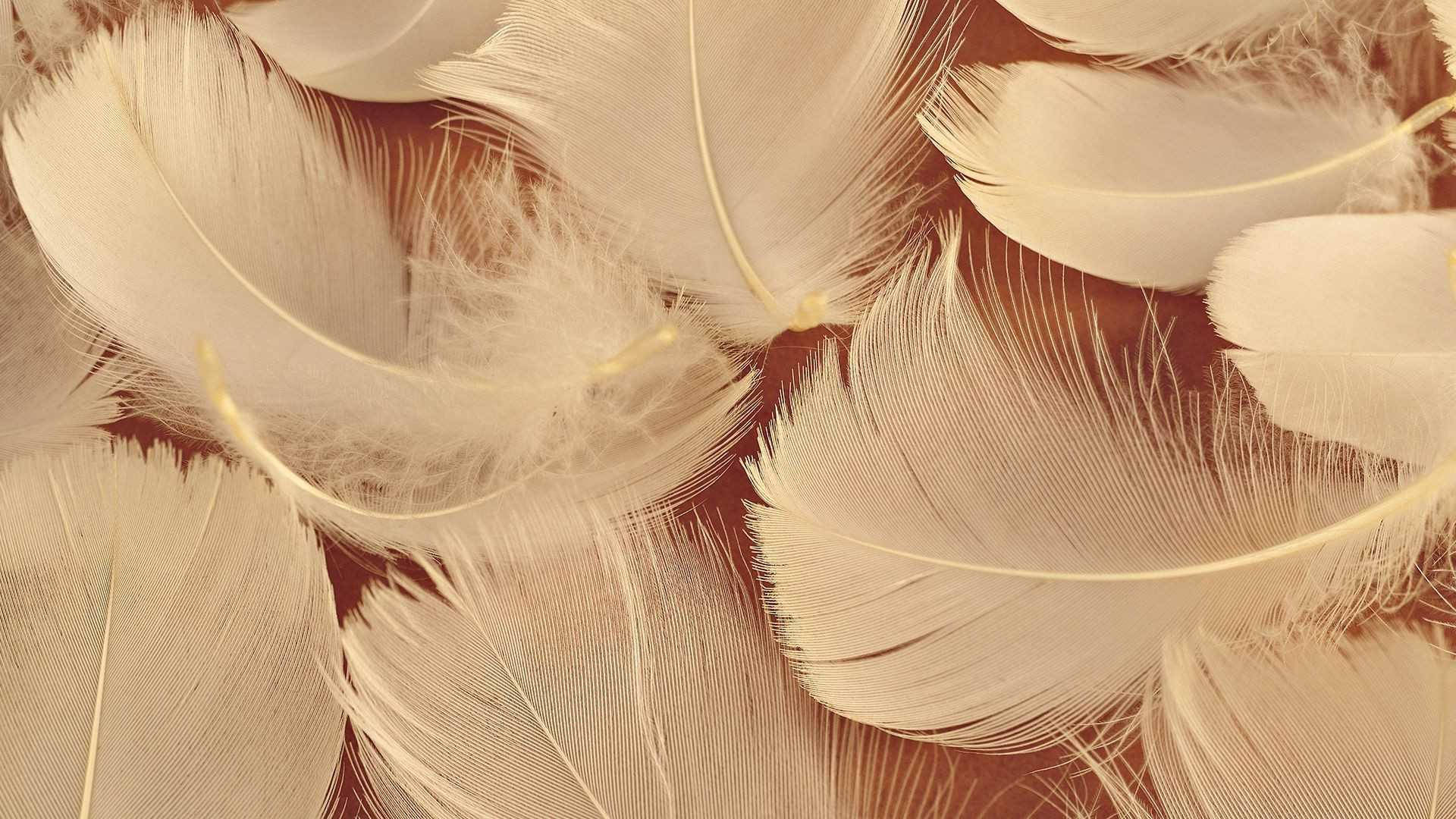 美學棕色 桌布 壁紙 — 柔軟的白色羽毛帶有細緻的羽枝，在溫暖的棕褐色調中呈現出柔和的紋理圖案。