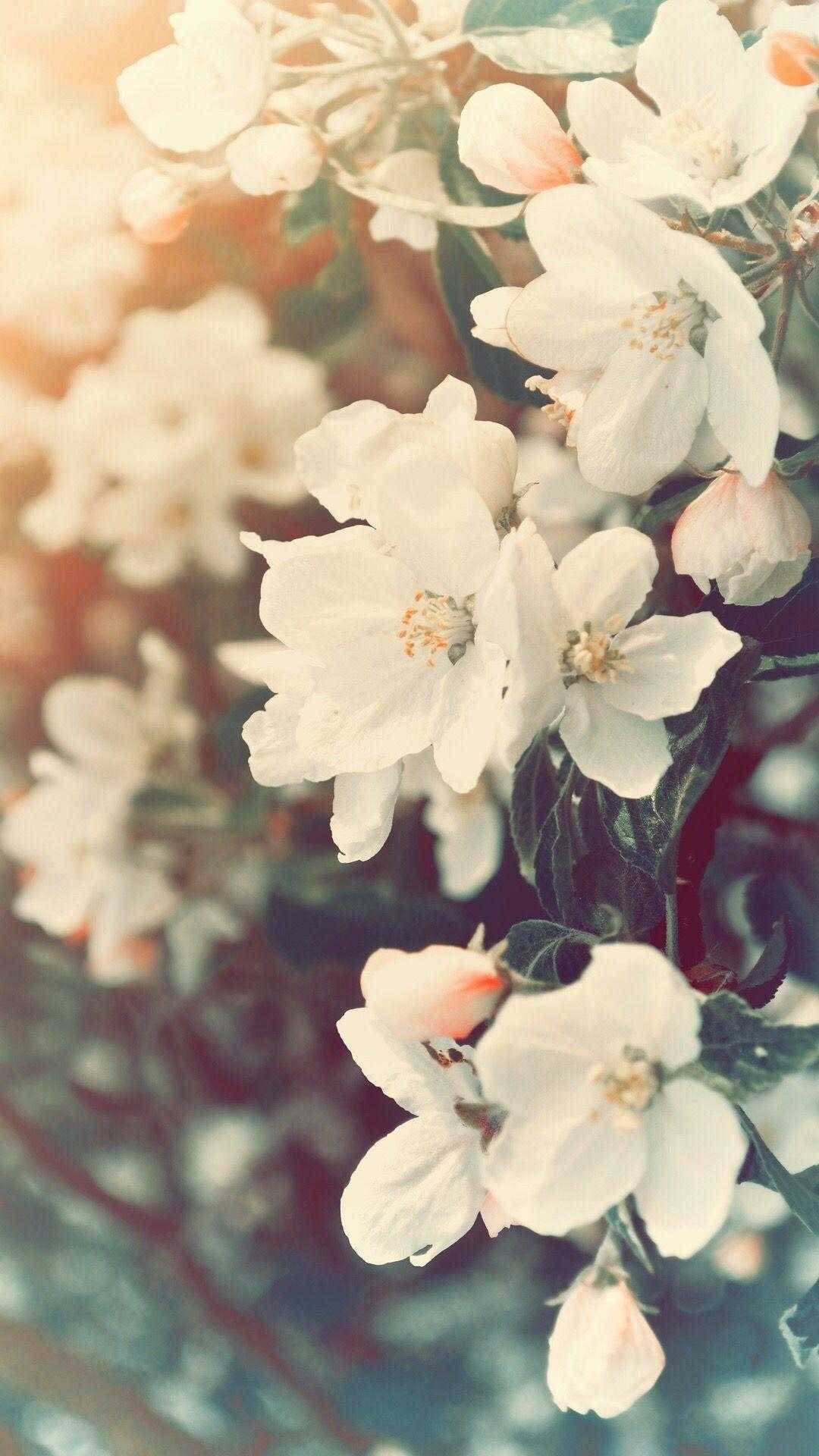 Spring Aesthetic 桌布 壁紙 — 柔軟的白色花朵，帶有精緻的花瓣和綠葉，在溫暖模糊的背景上輕輕綻放。