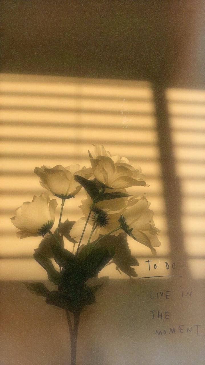 美學 Tumblr 桌布 壁紙 — 柔軟的白色花朵在溫暖光線透過水平百葉窗照射下，投下柔和的陰影。