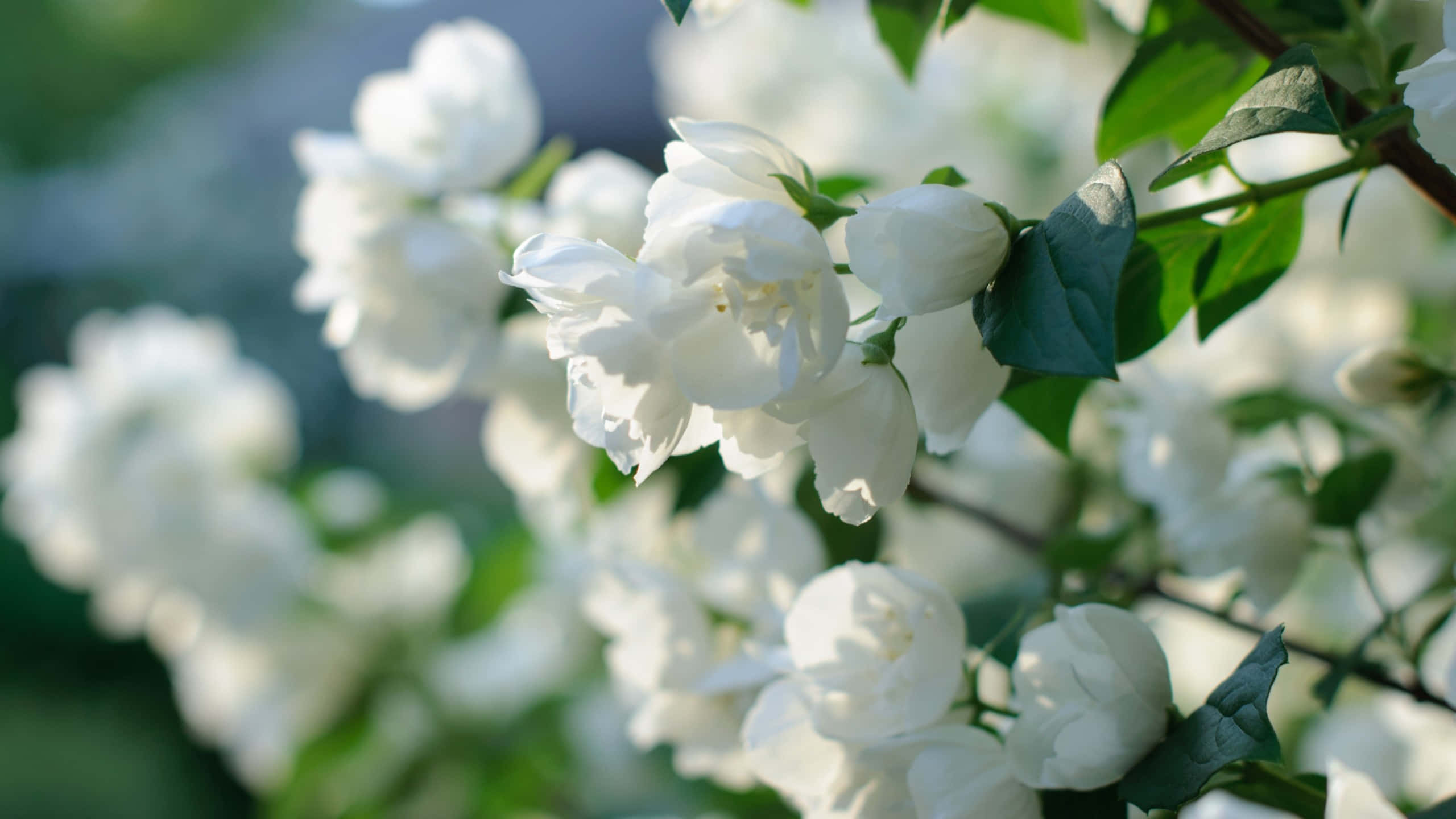 Flowers 桌布 壁紙 — 柔軟的白色茉莉花在明亮的自然陽光下，在茂密的綠葉間 delicately 綻放。