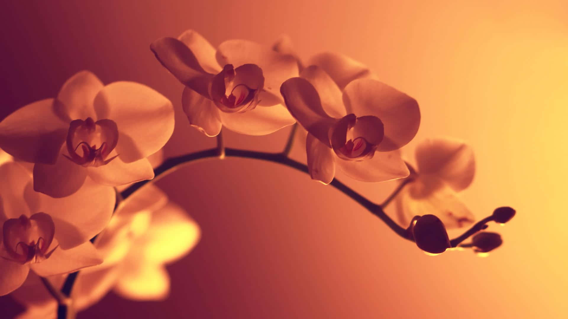 1920 X 1080 Flower 桌布 壁紙 — 柔軟的白色蘭花在漸變琥珀色背景和柔和散景中溫暖地發光。