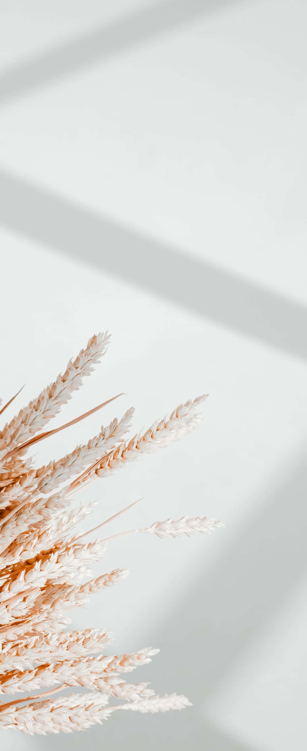 1080x2636 桌布 壁紙 — 柔軟的米色乾燥小麥莖在極簡白色背景上投下柔和陰影。